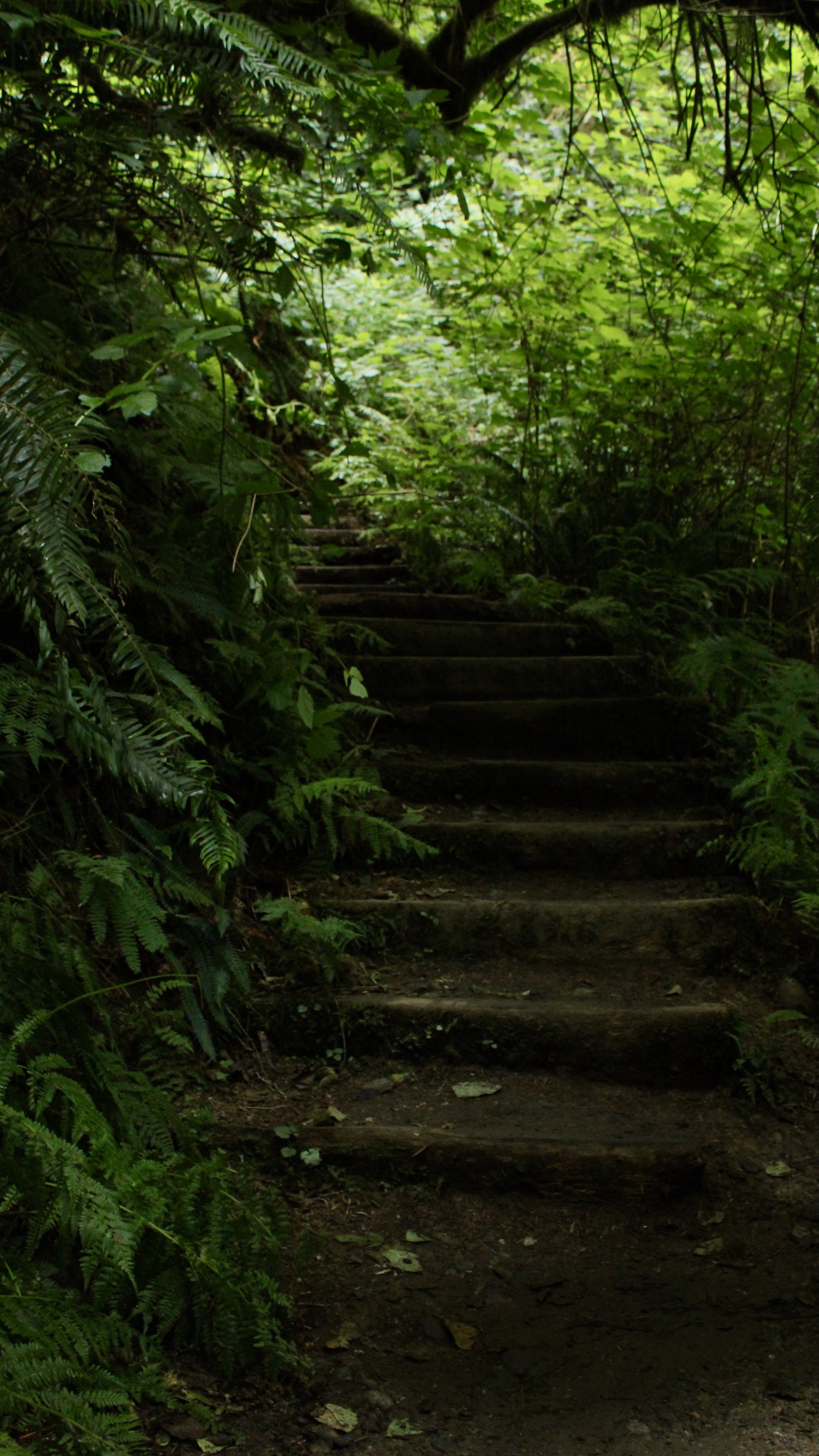 Into the Forest