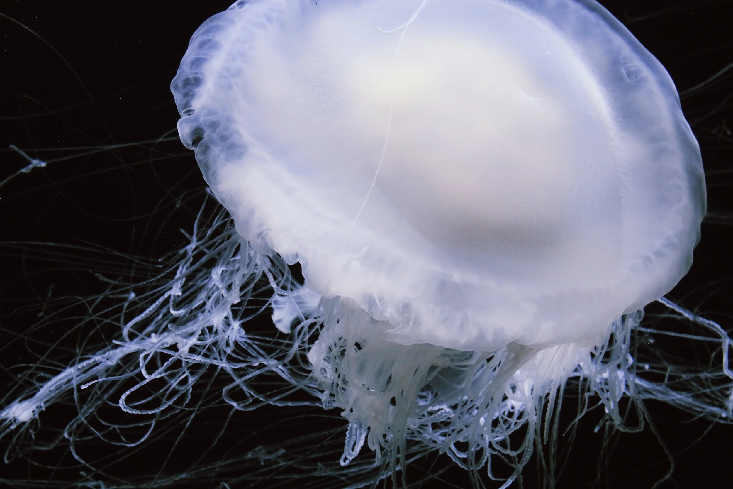Jellyfish