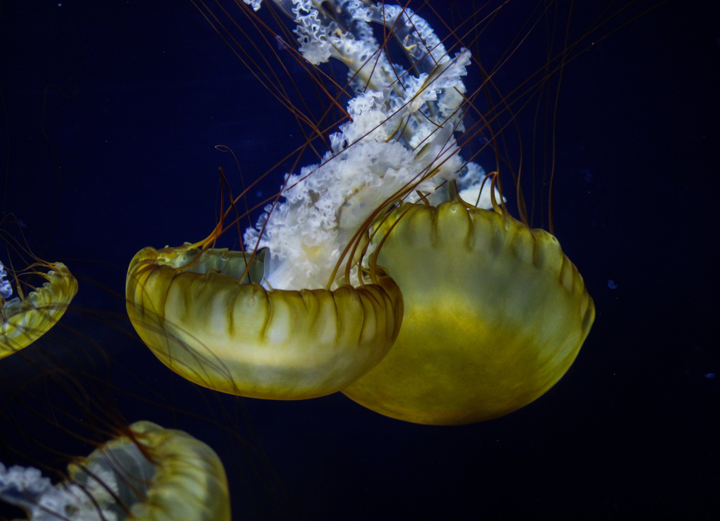 Jellyfish Floating