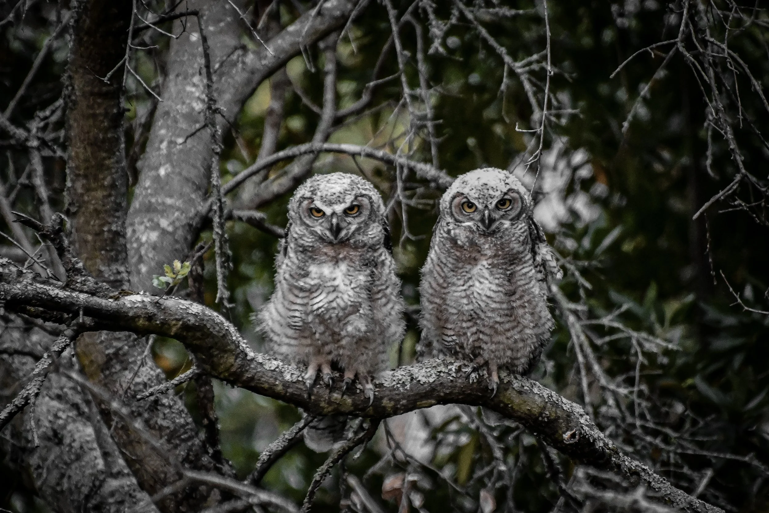 Juvenile Companions