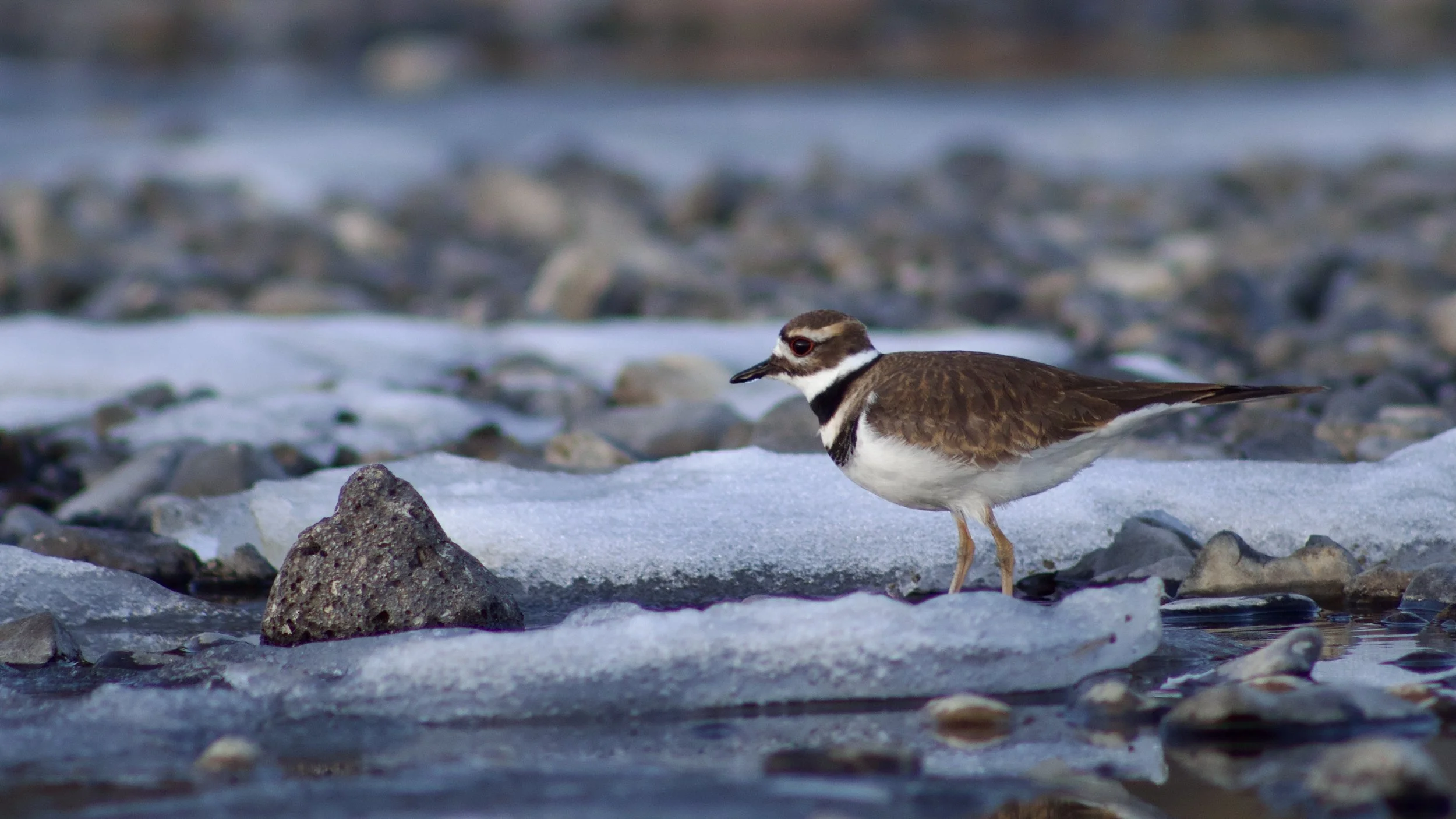 Killdeer