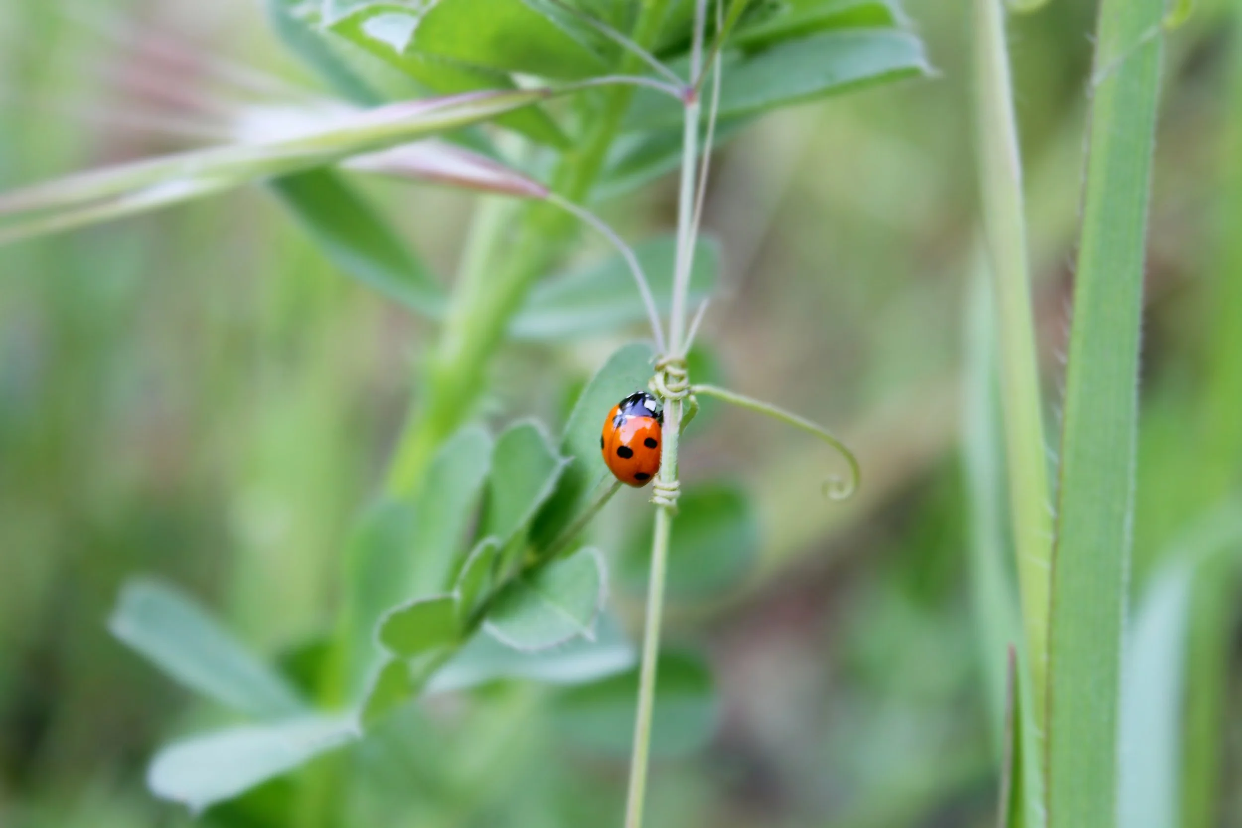 Ladybug