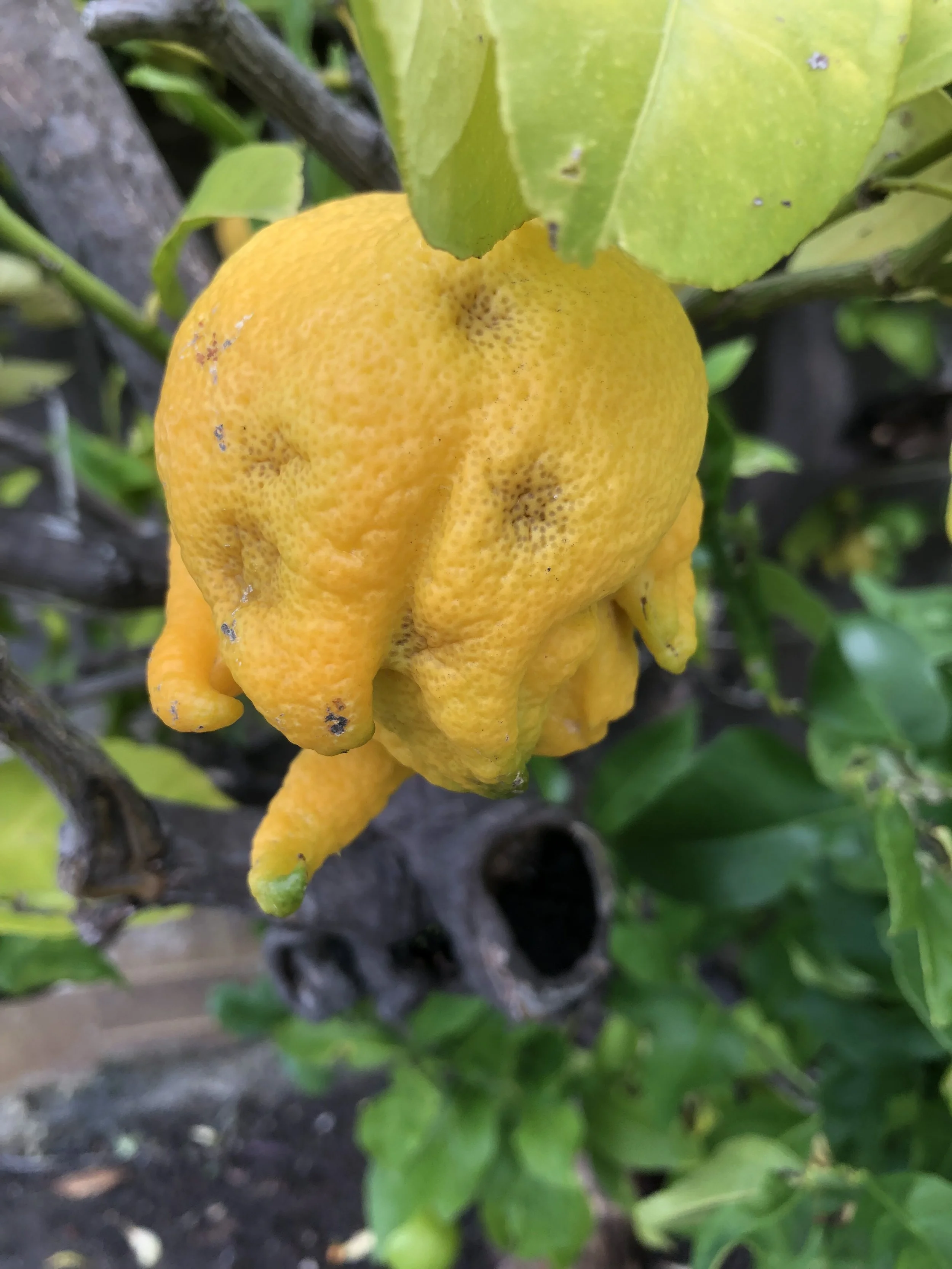 Lemon Chicken