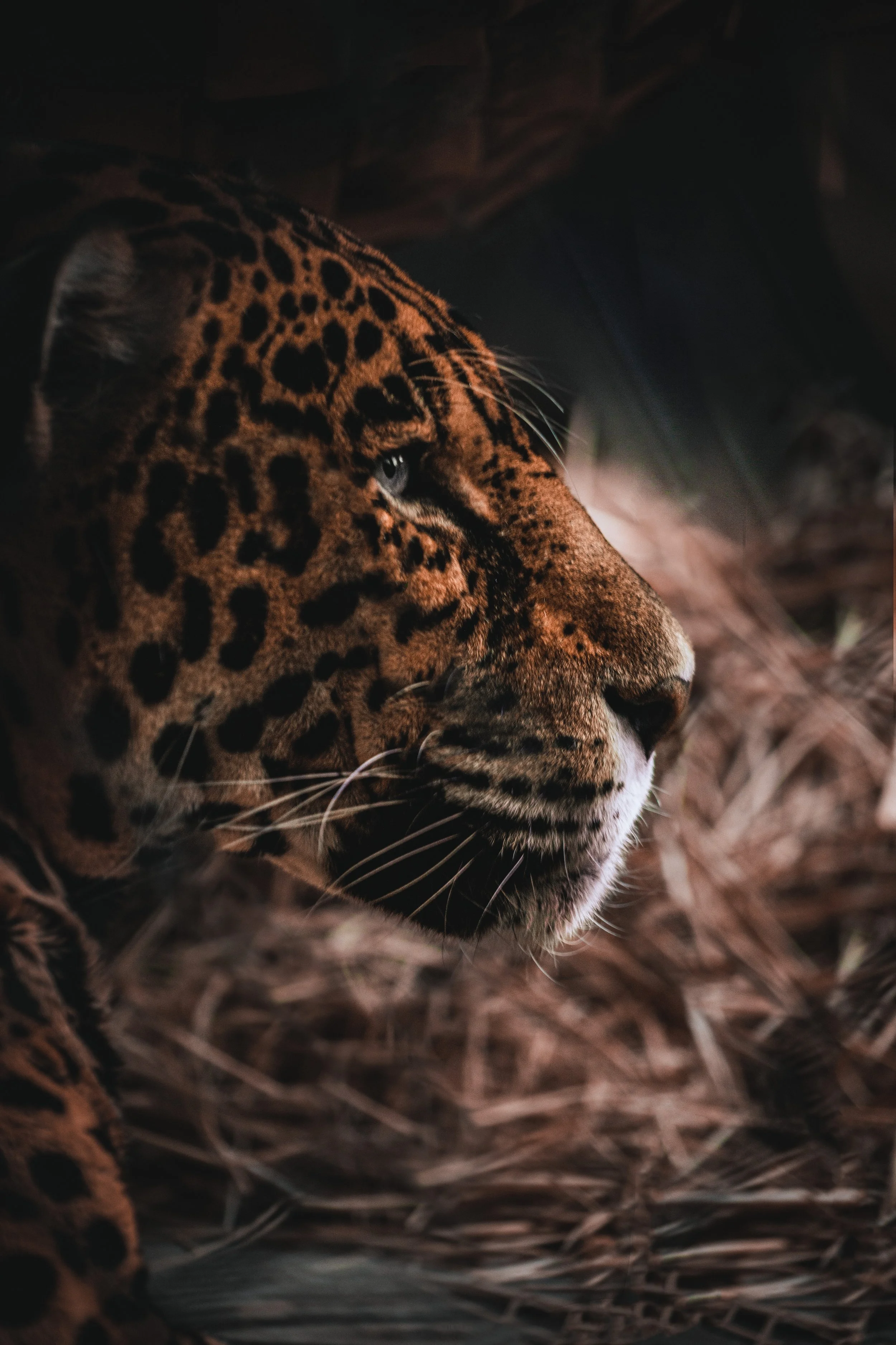Oakland Zoo Leopard