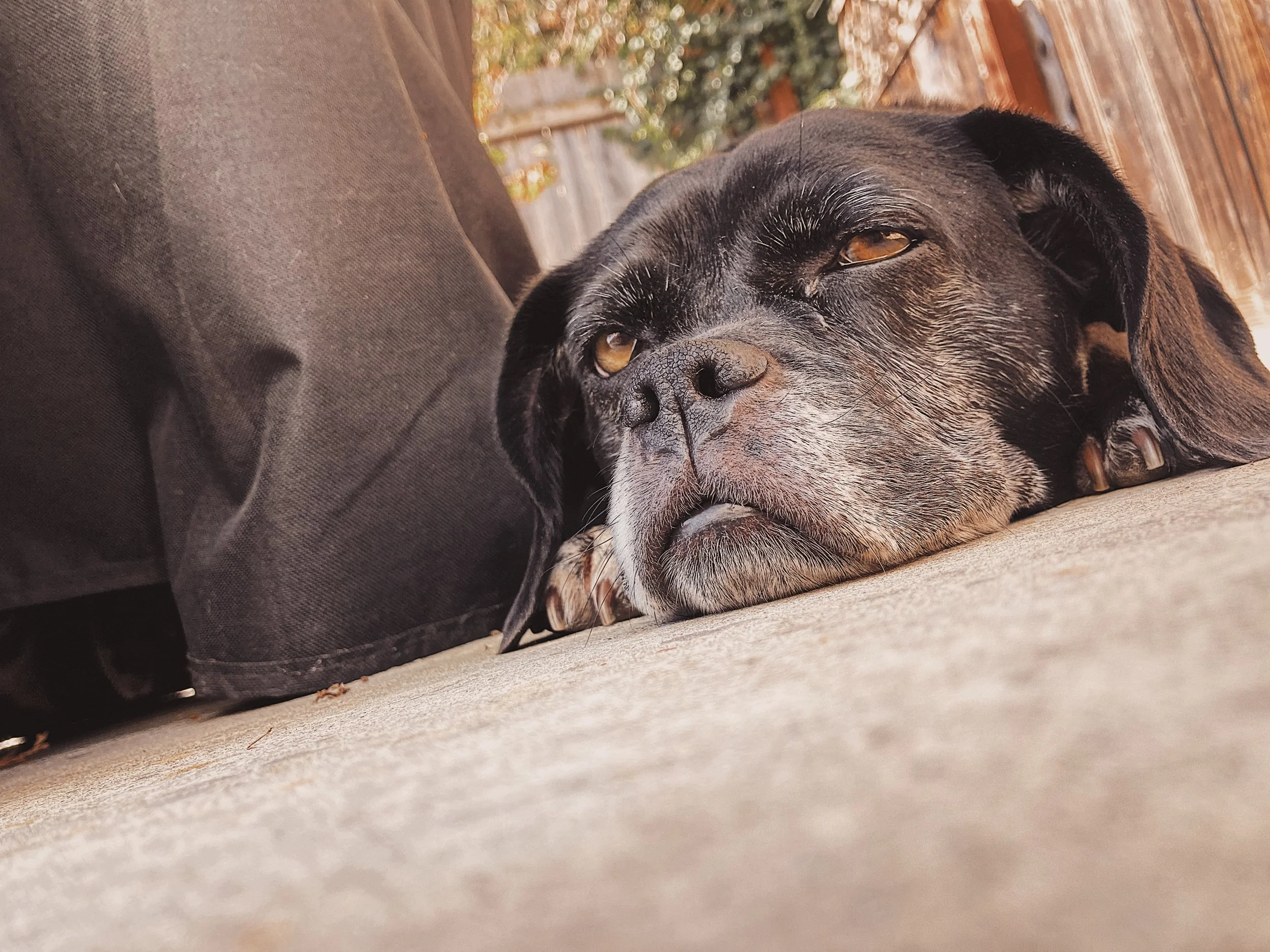 old dog