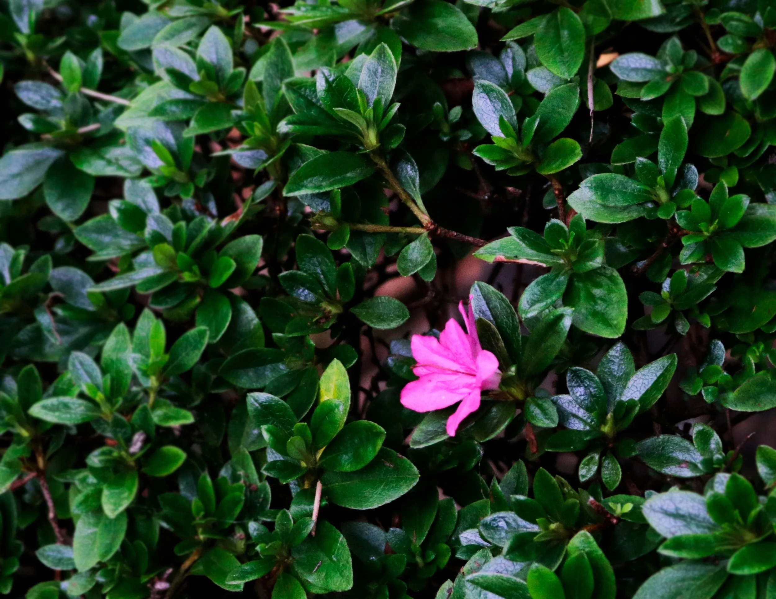 Pink Flower