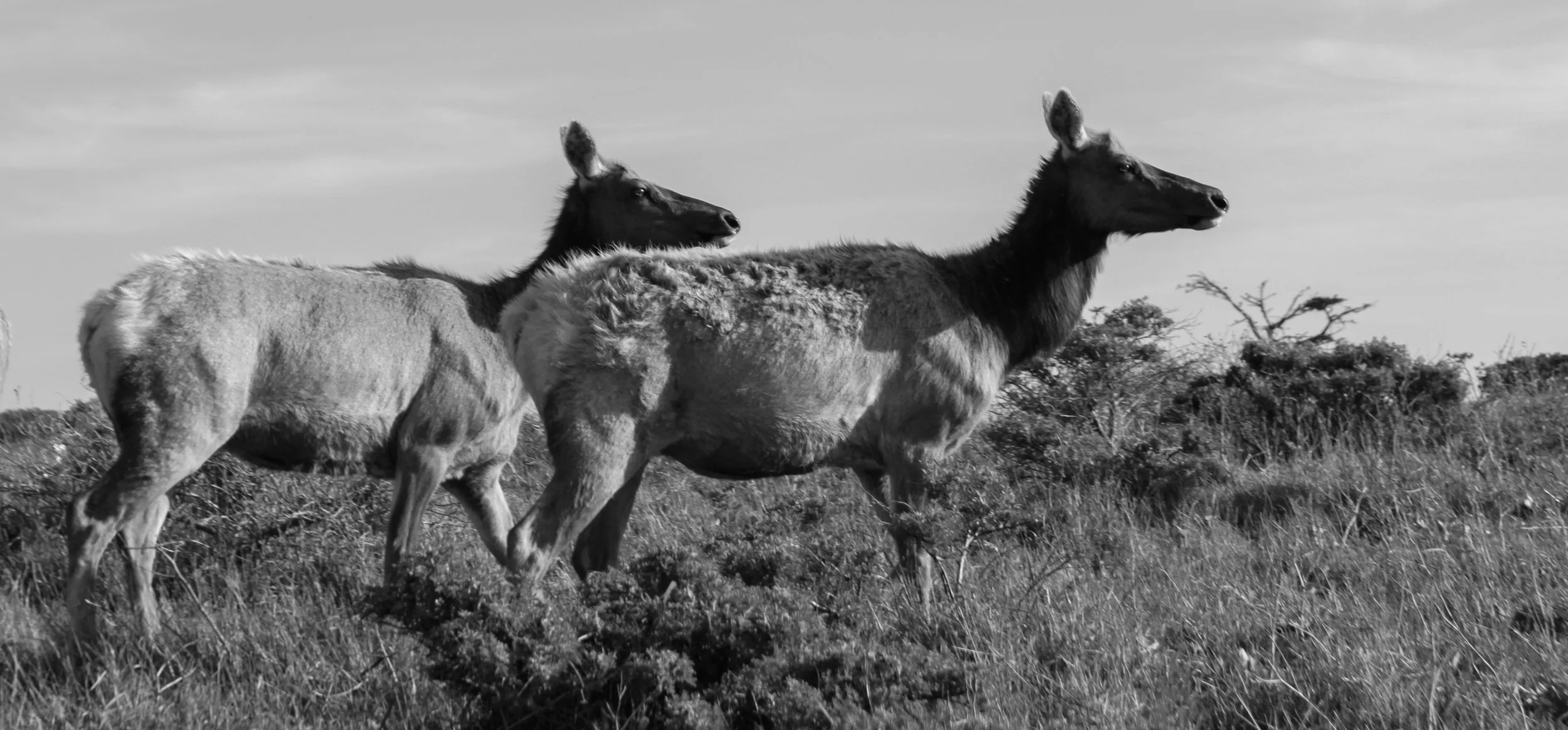 Pt. Reyes Wildlife