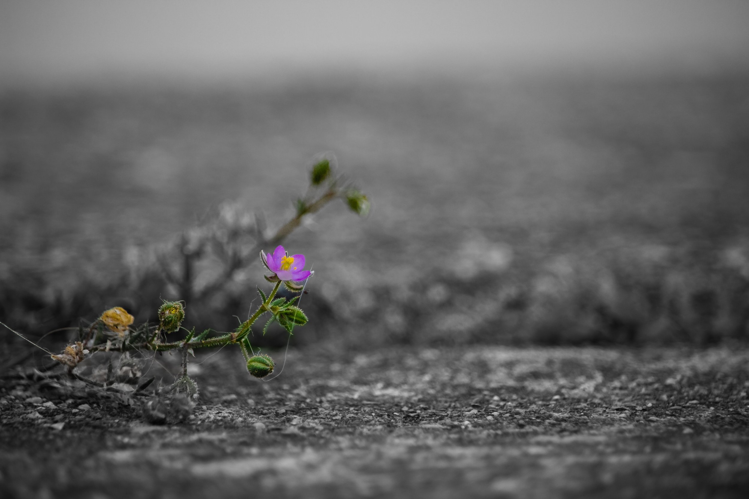 Purple Flower