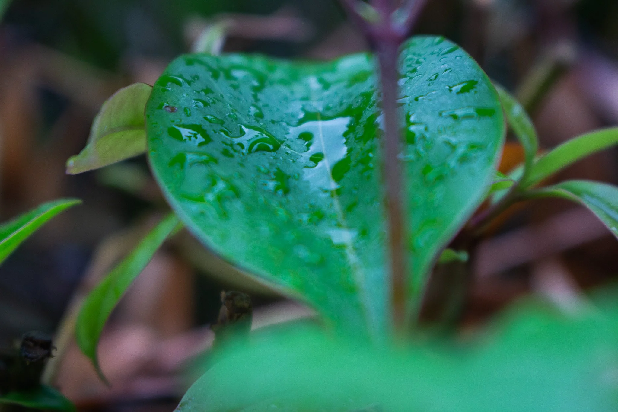 Rainy Days