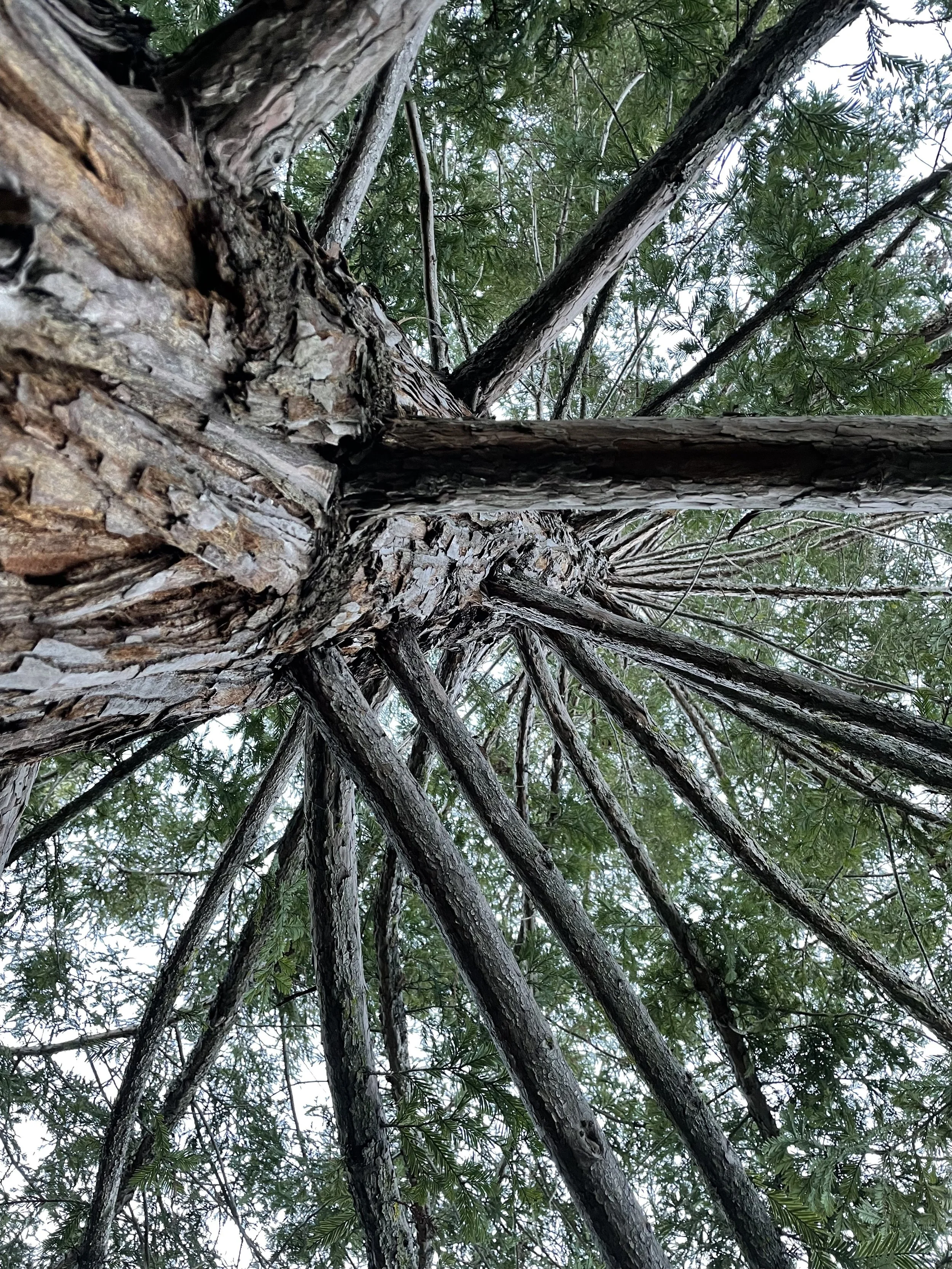 Redwood Tree