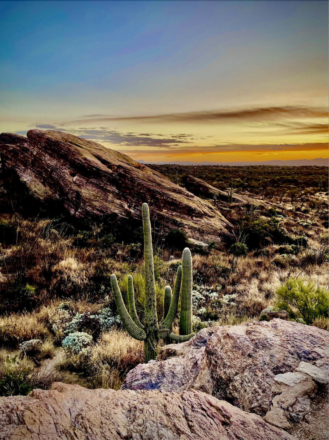 Saguaro