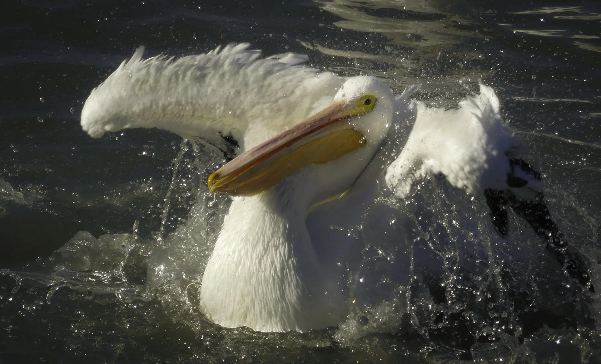 Splashing Pelican
