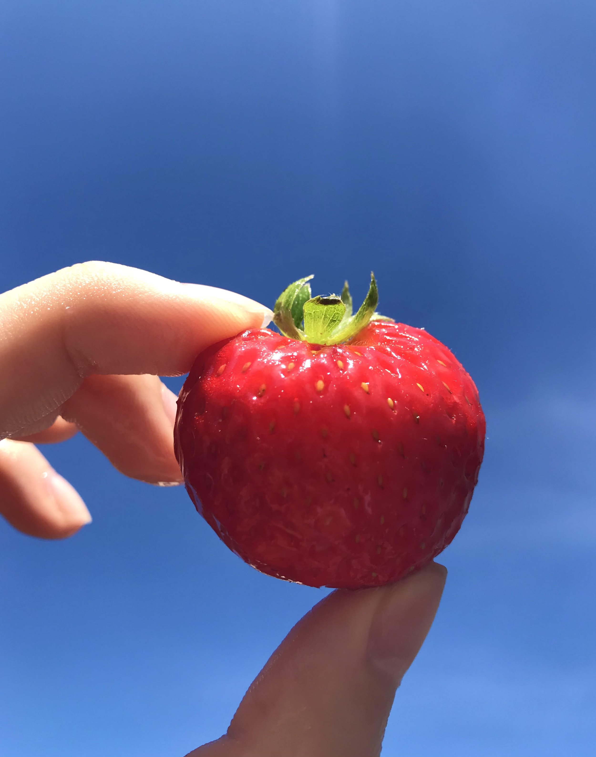 Strawberry Tomato
