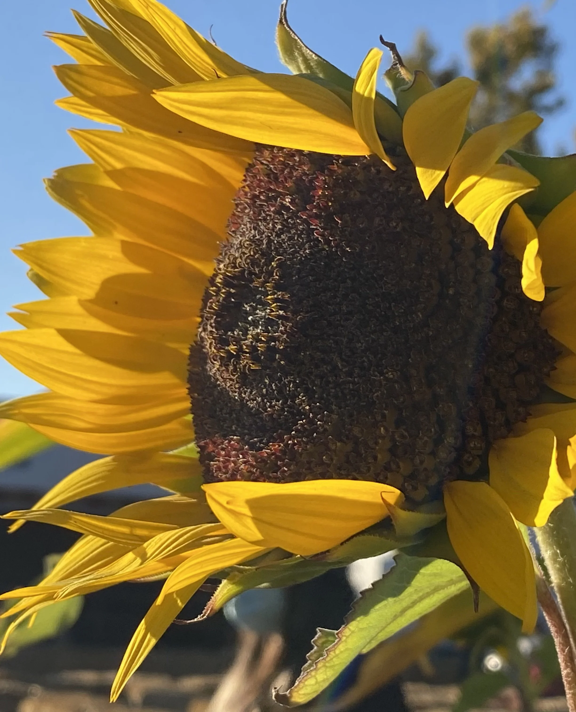 Sunflower