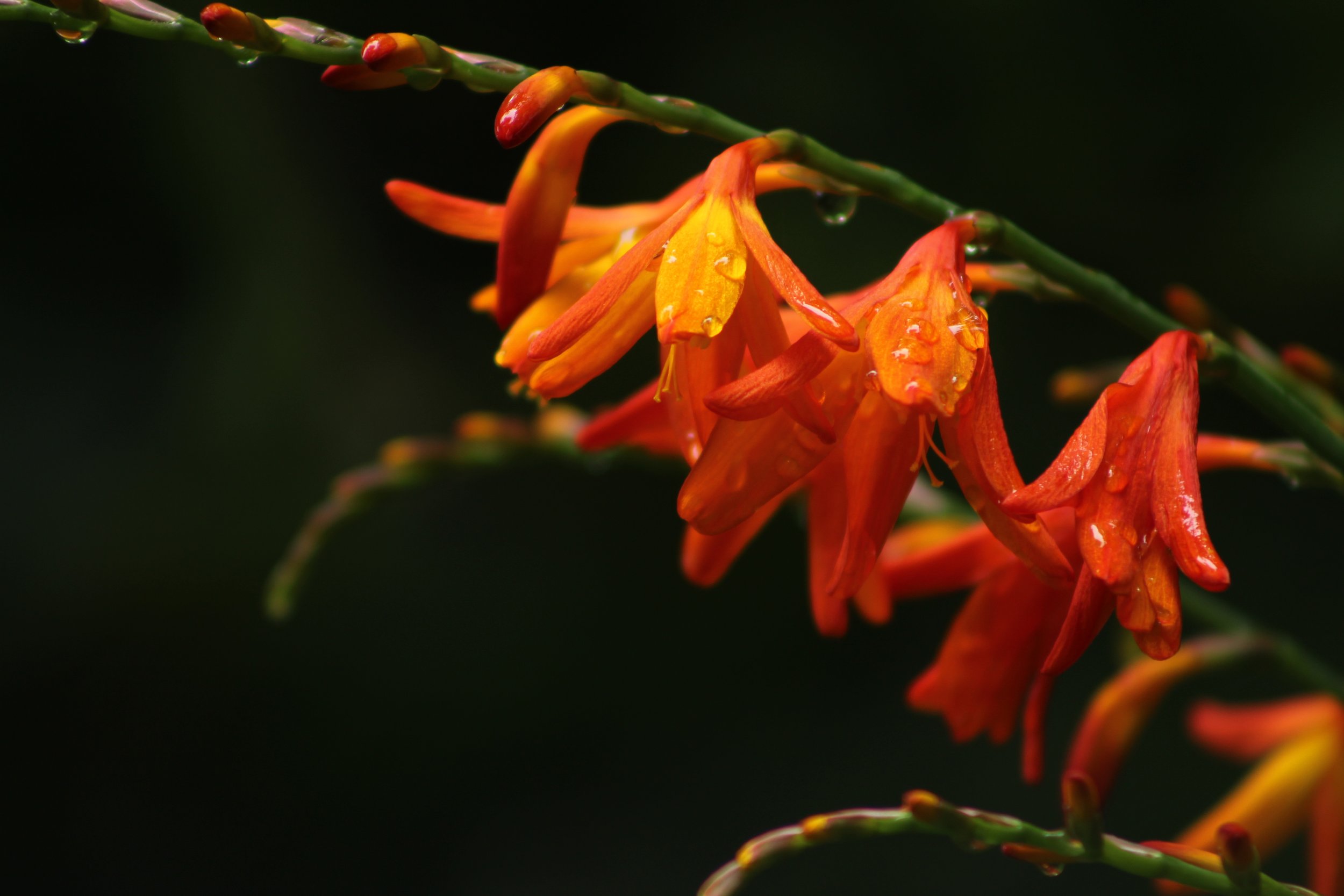 The Flame of Enchantment