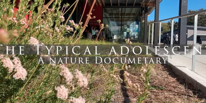 The Typical Adolescent