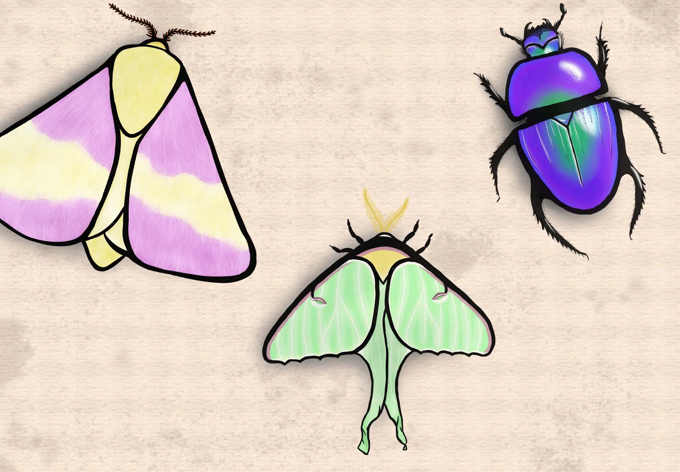 Thorax to the Max