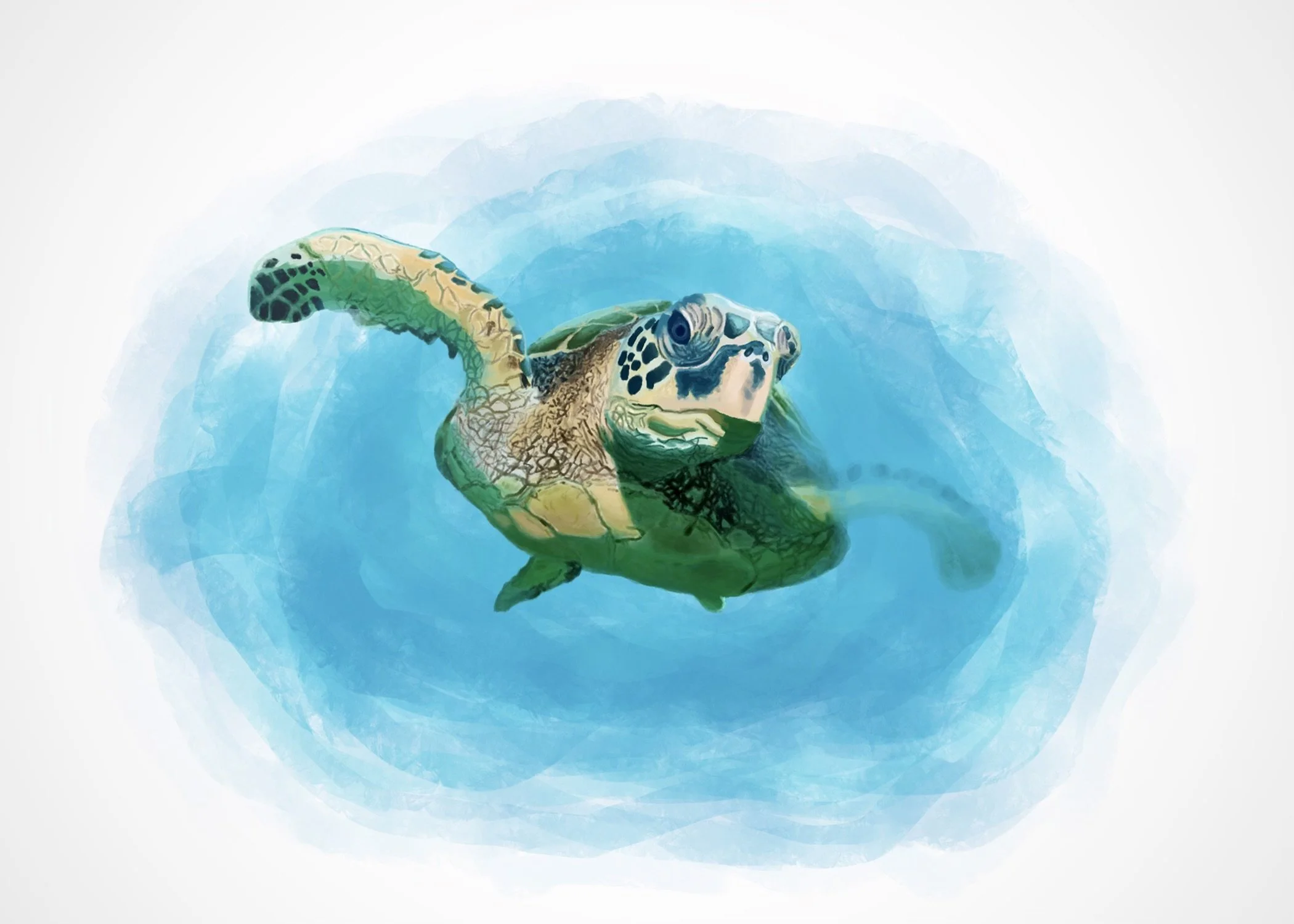 Turtle