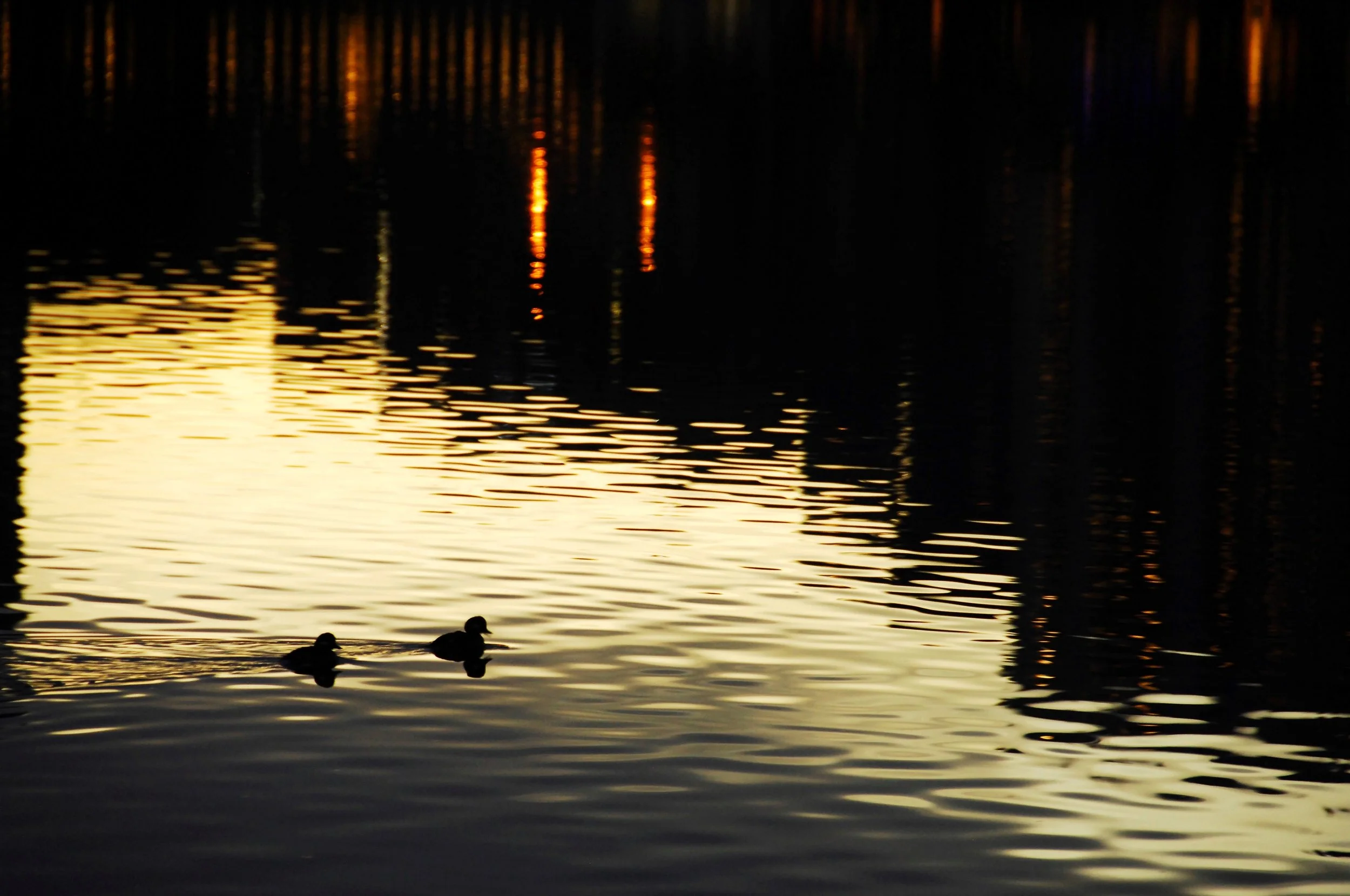 Two Dark Ducks