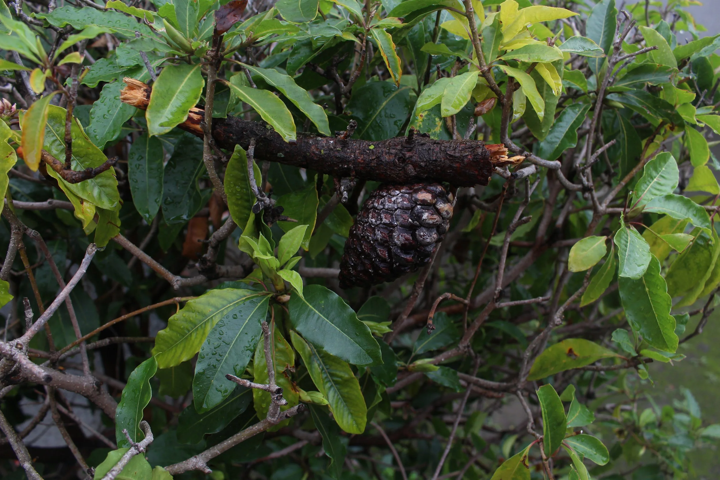 Undisturbed Nature