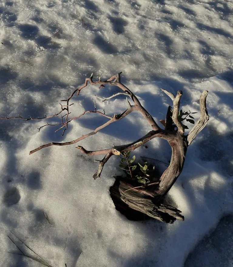 Winters Serenity