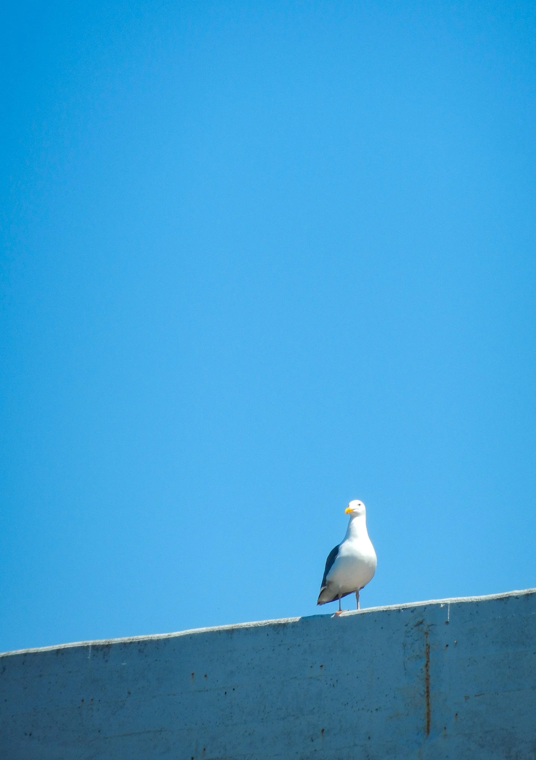 On the Lookout
