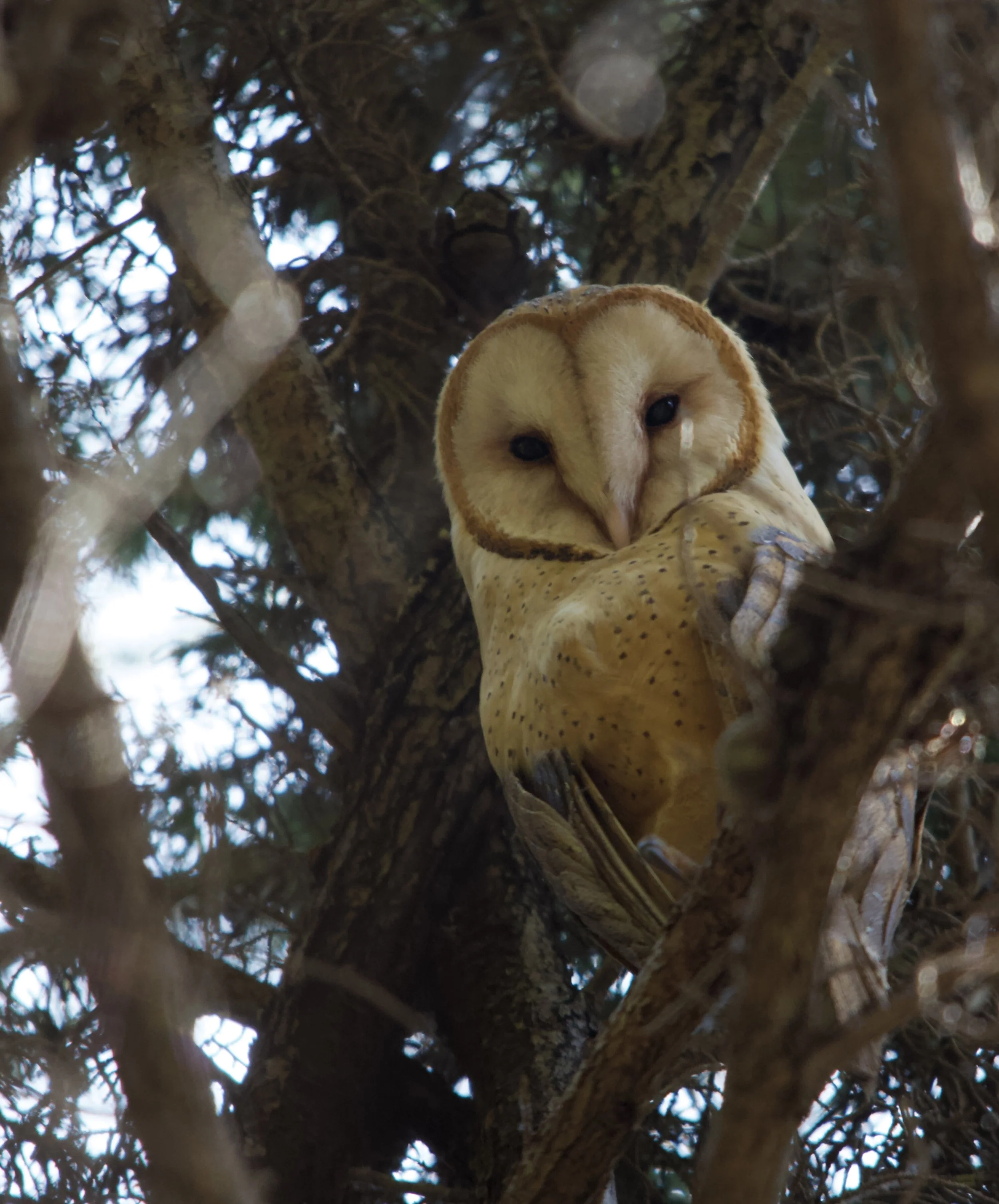 Glowing Barn Owl