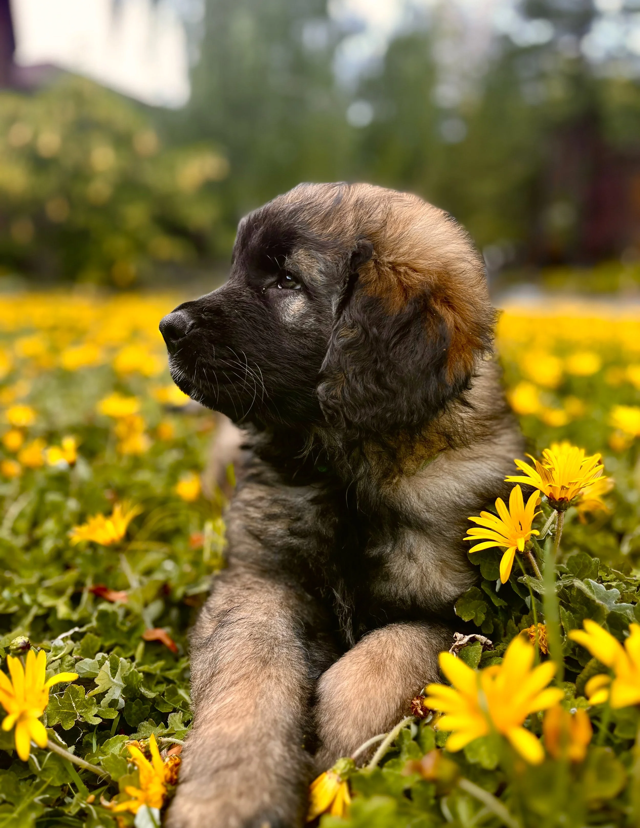 Dreaming Through Yellow Blooms