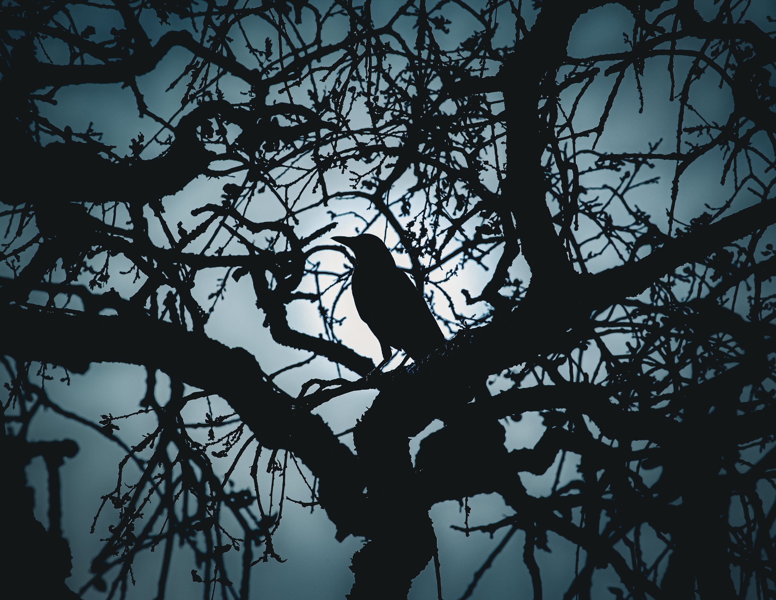 The Lone Warrior