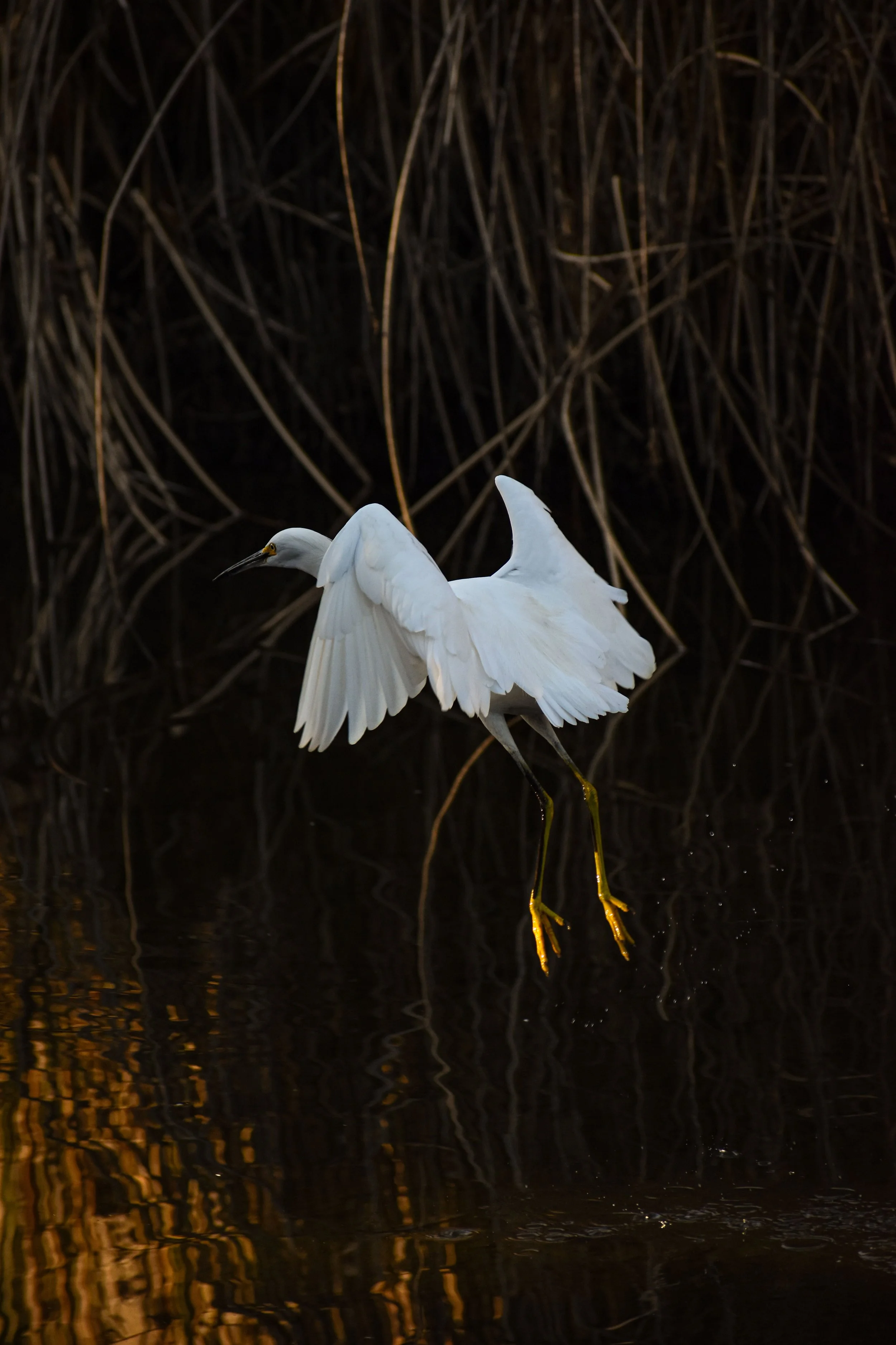 Creek Lift Off