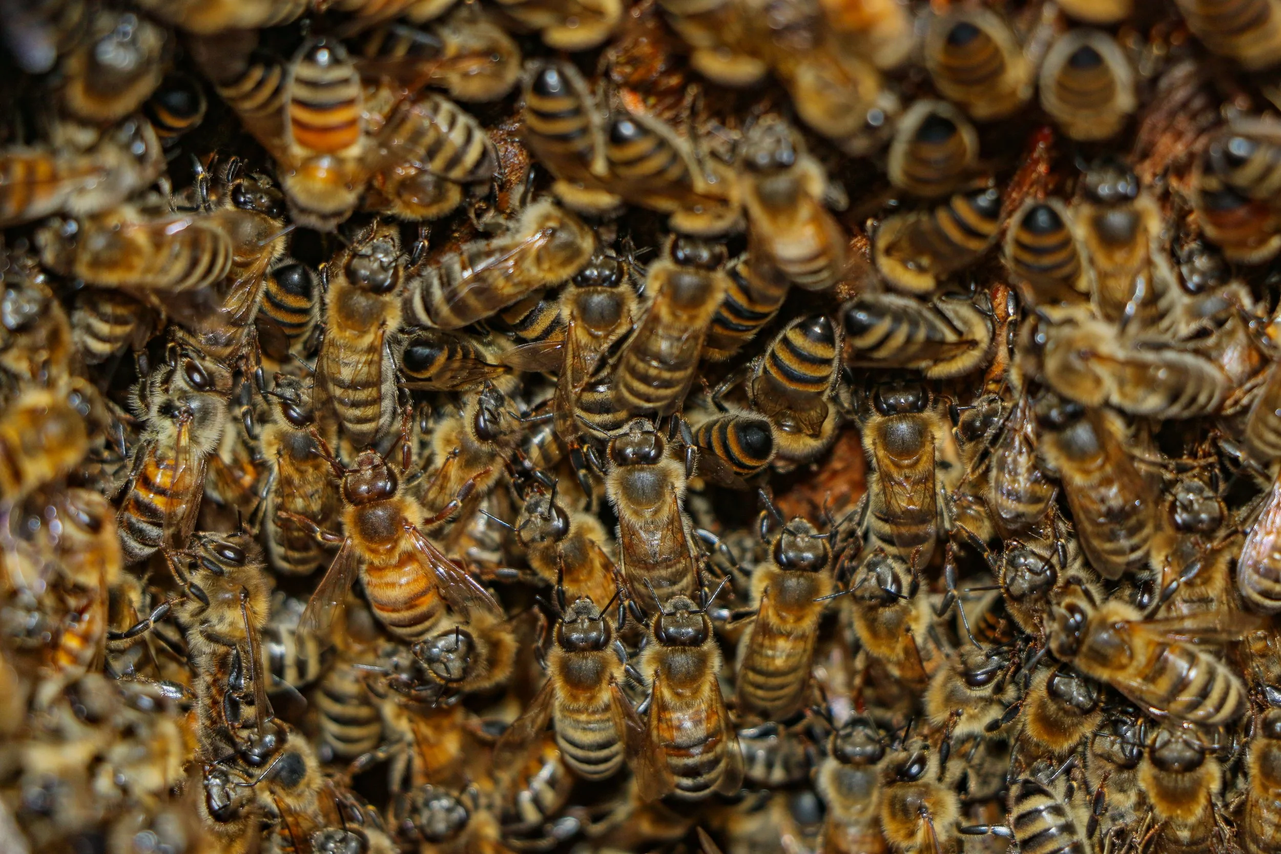 Golden Swarm