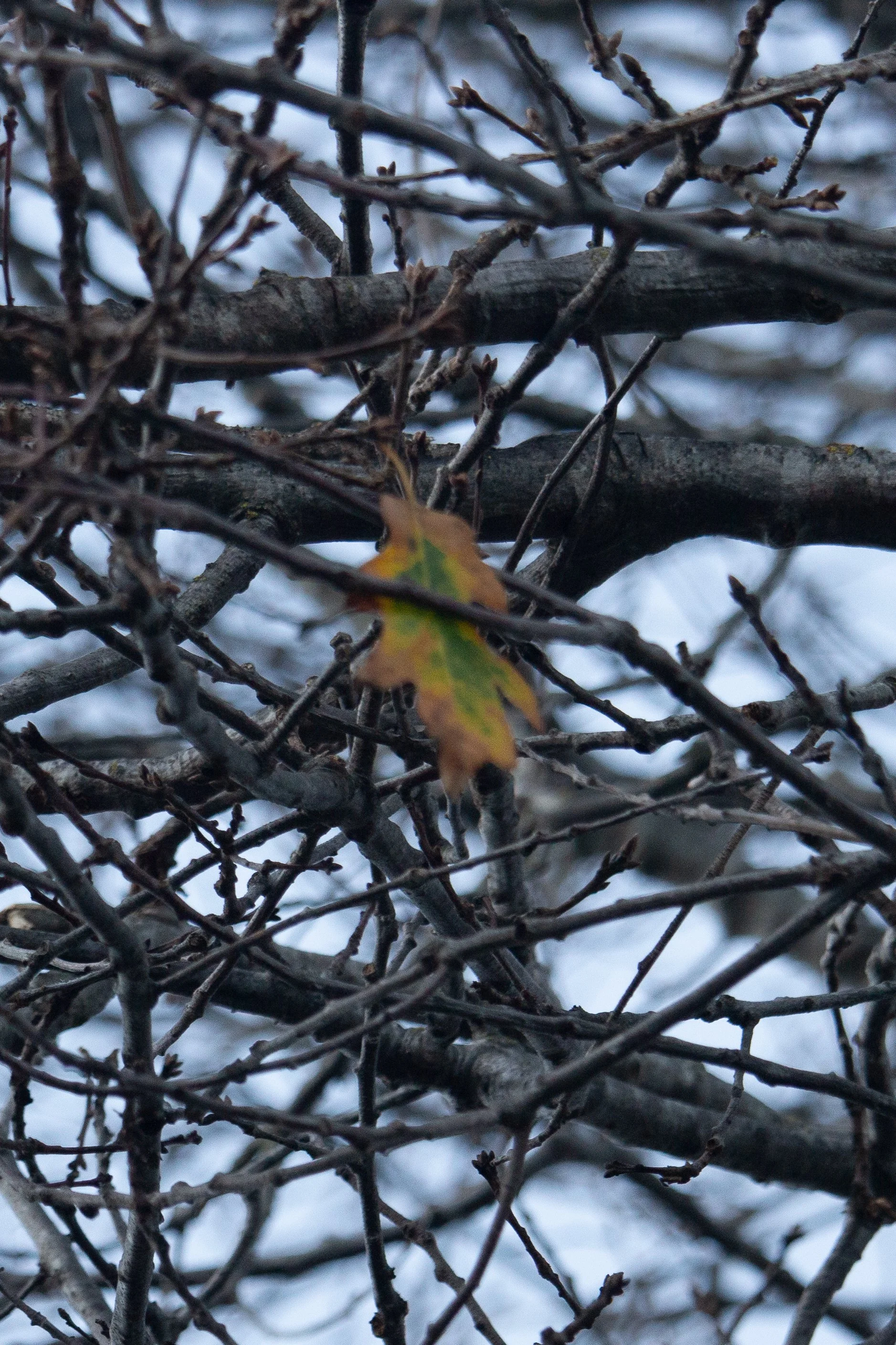 Flash of Green