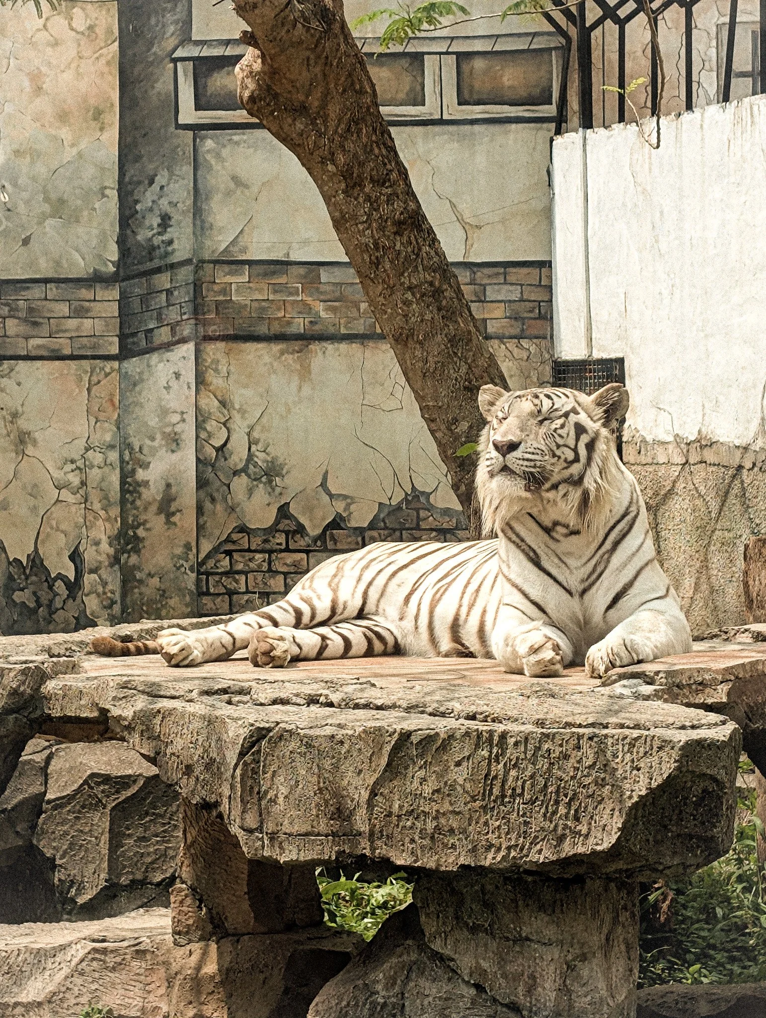 sleeping carnivore