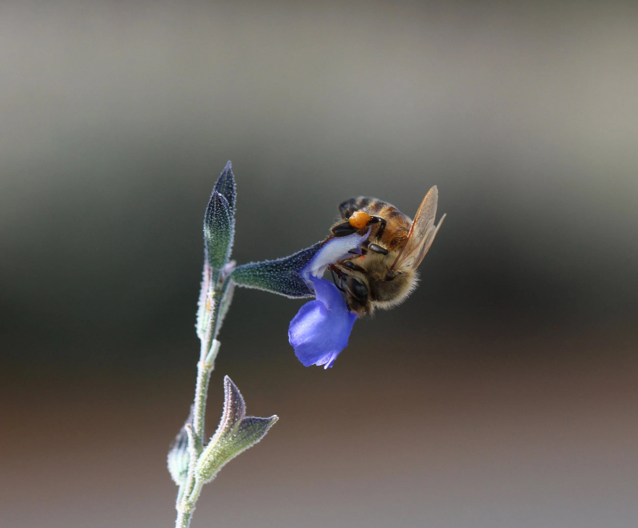 Busy Bee