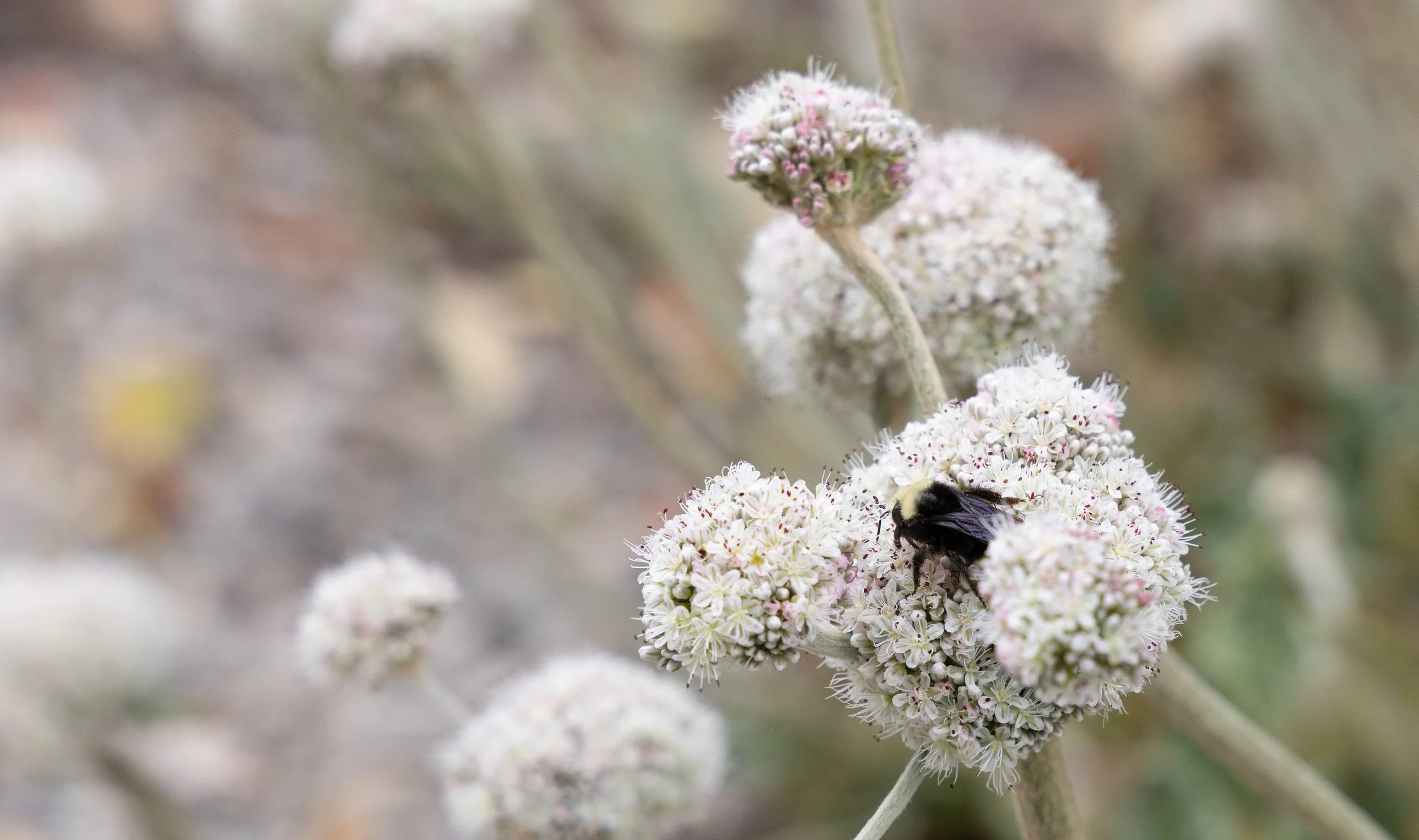 Bee On Cloudlike Flowers