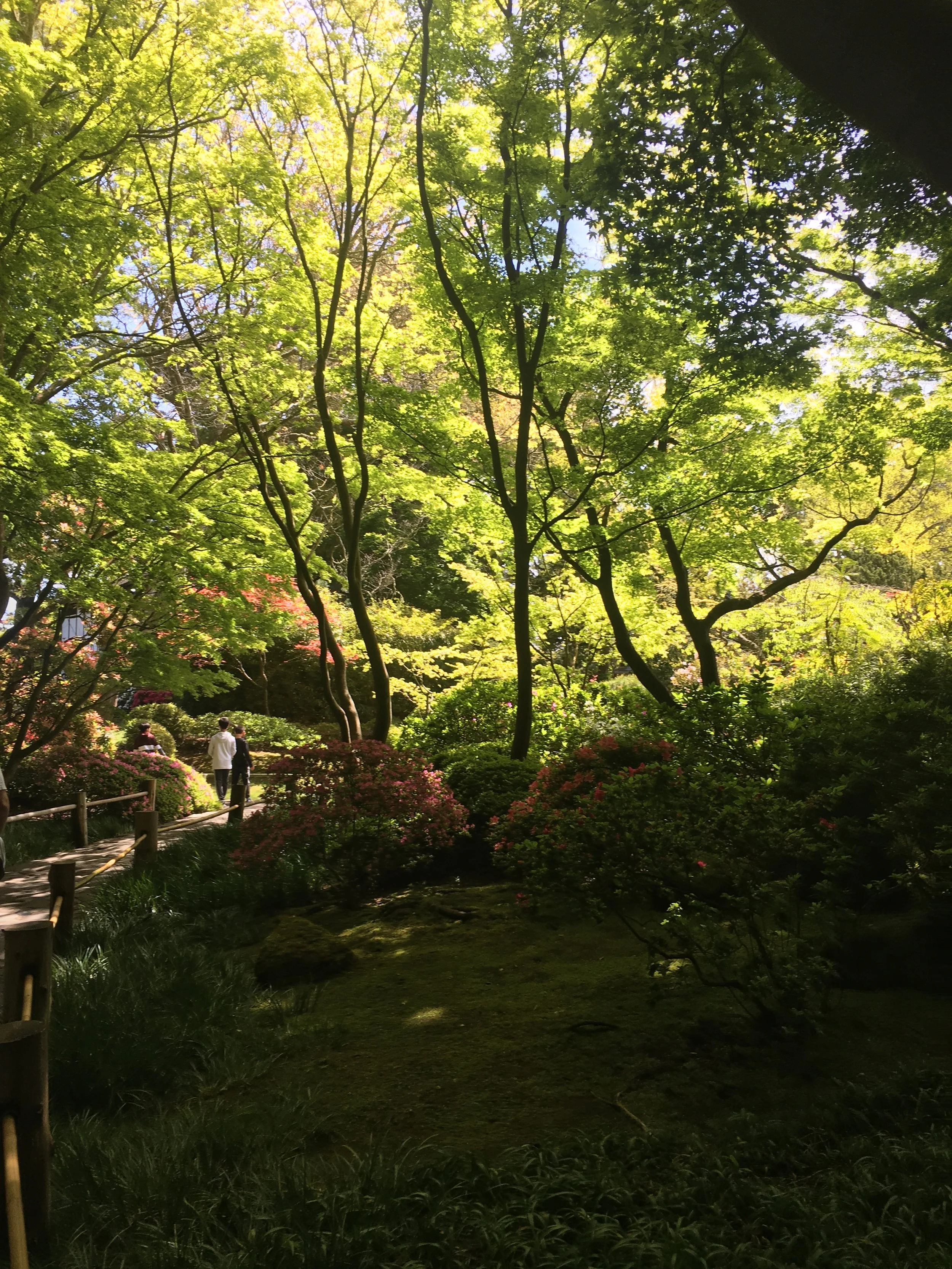 Sunlight in the Trees