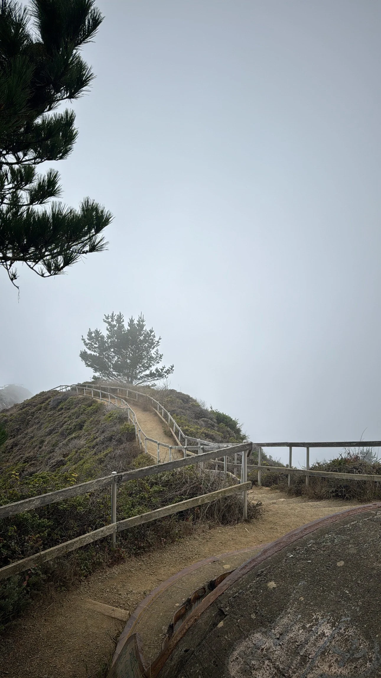 Muir woods cloudy walk