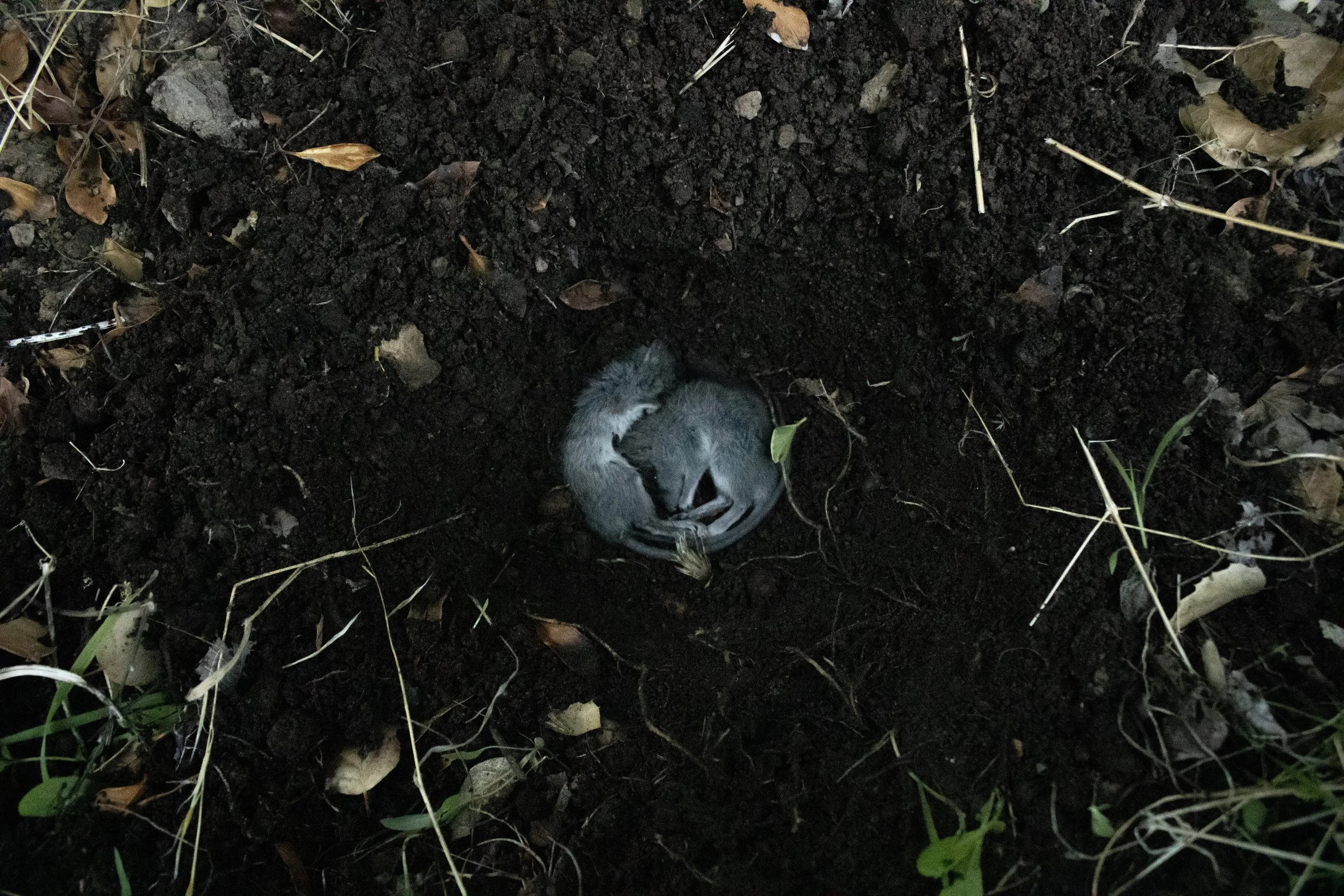 Rattus Rattus Mortuus