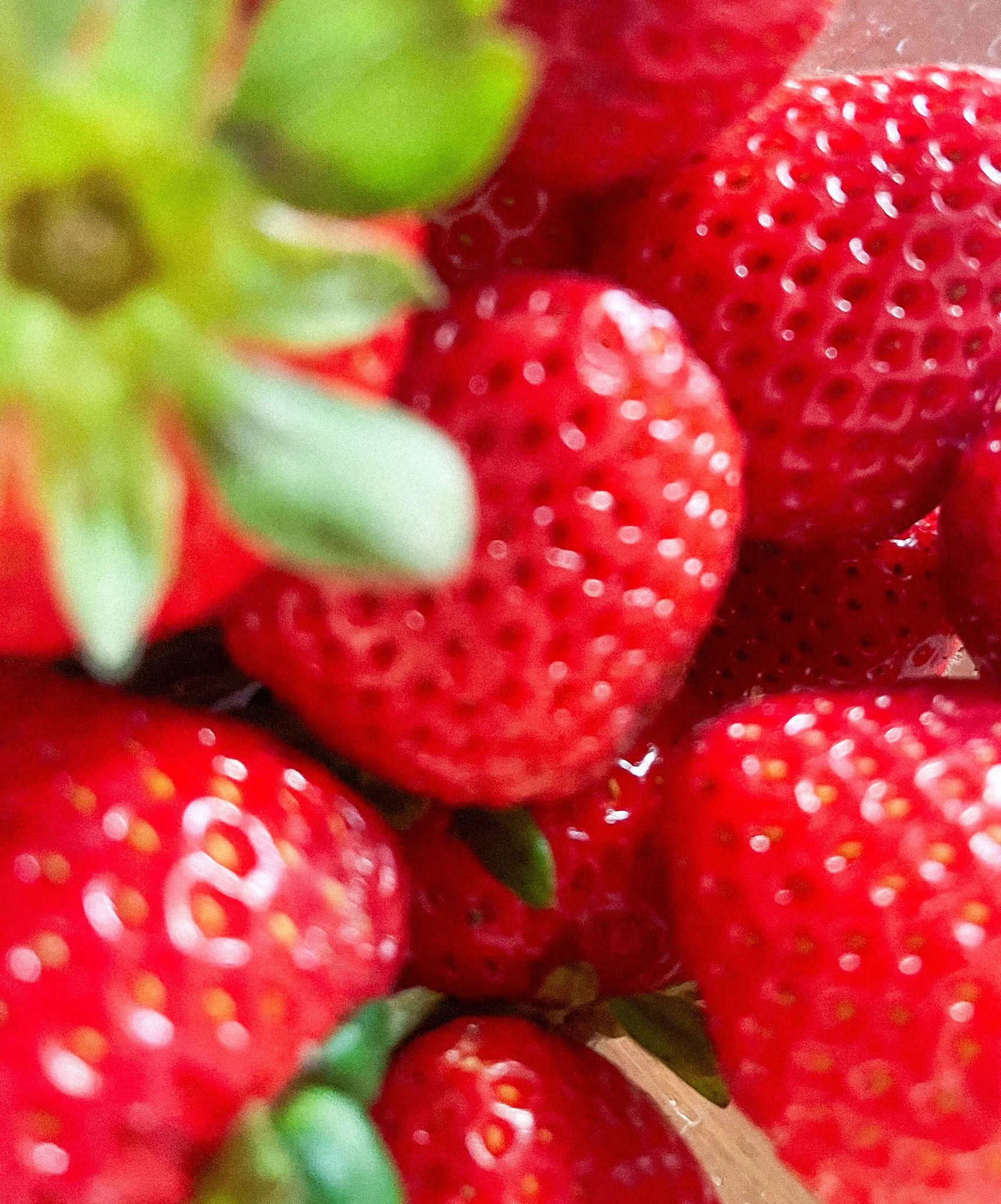 Sophia's Photography