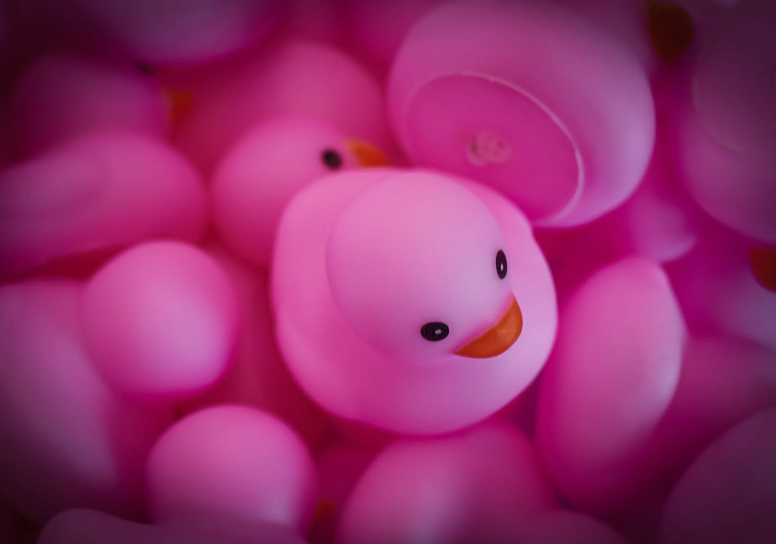 pink ducks