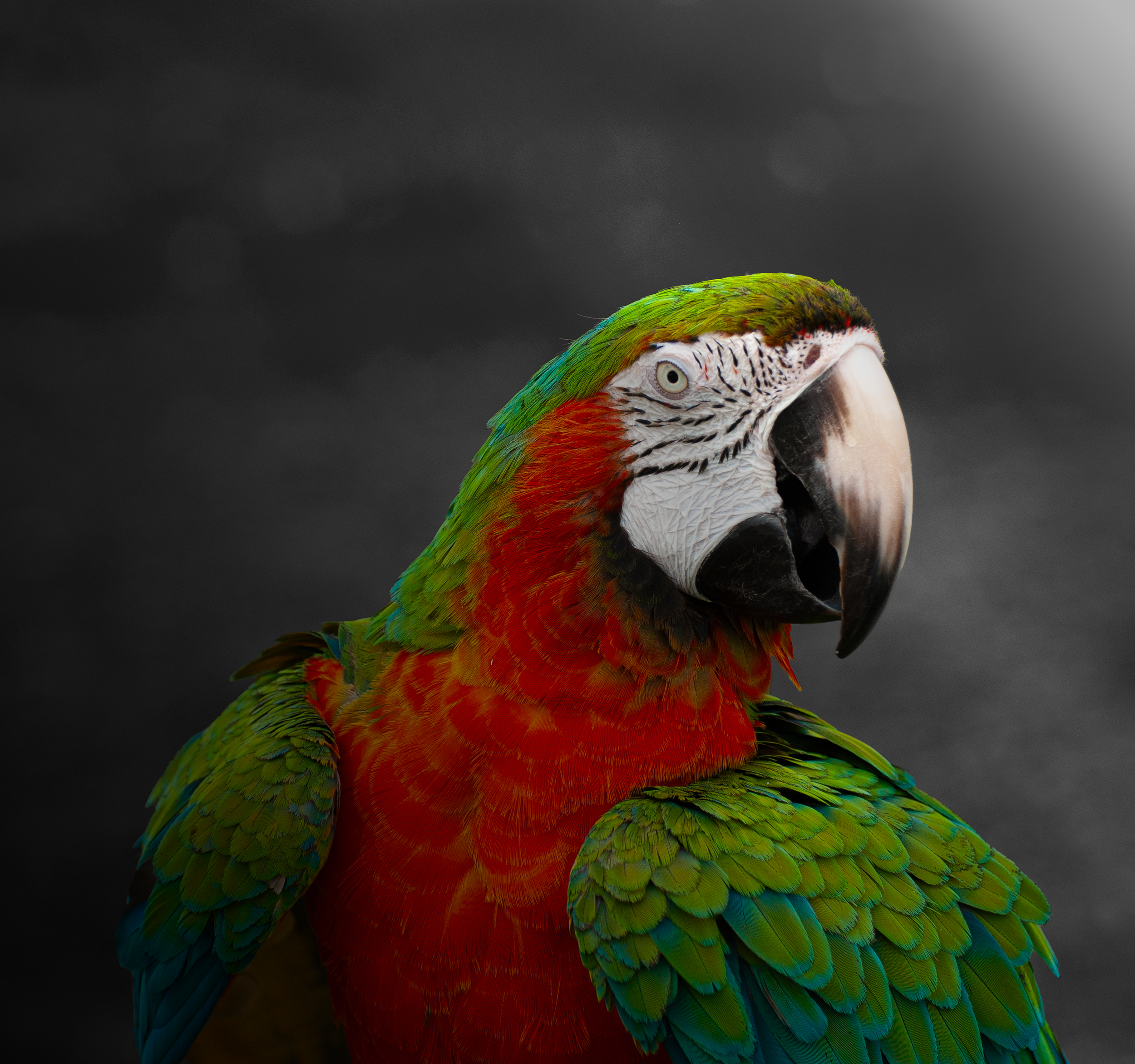 Macaw
