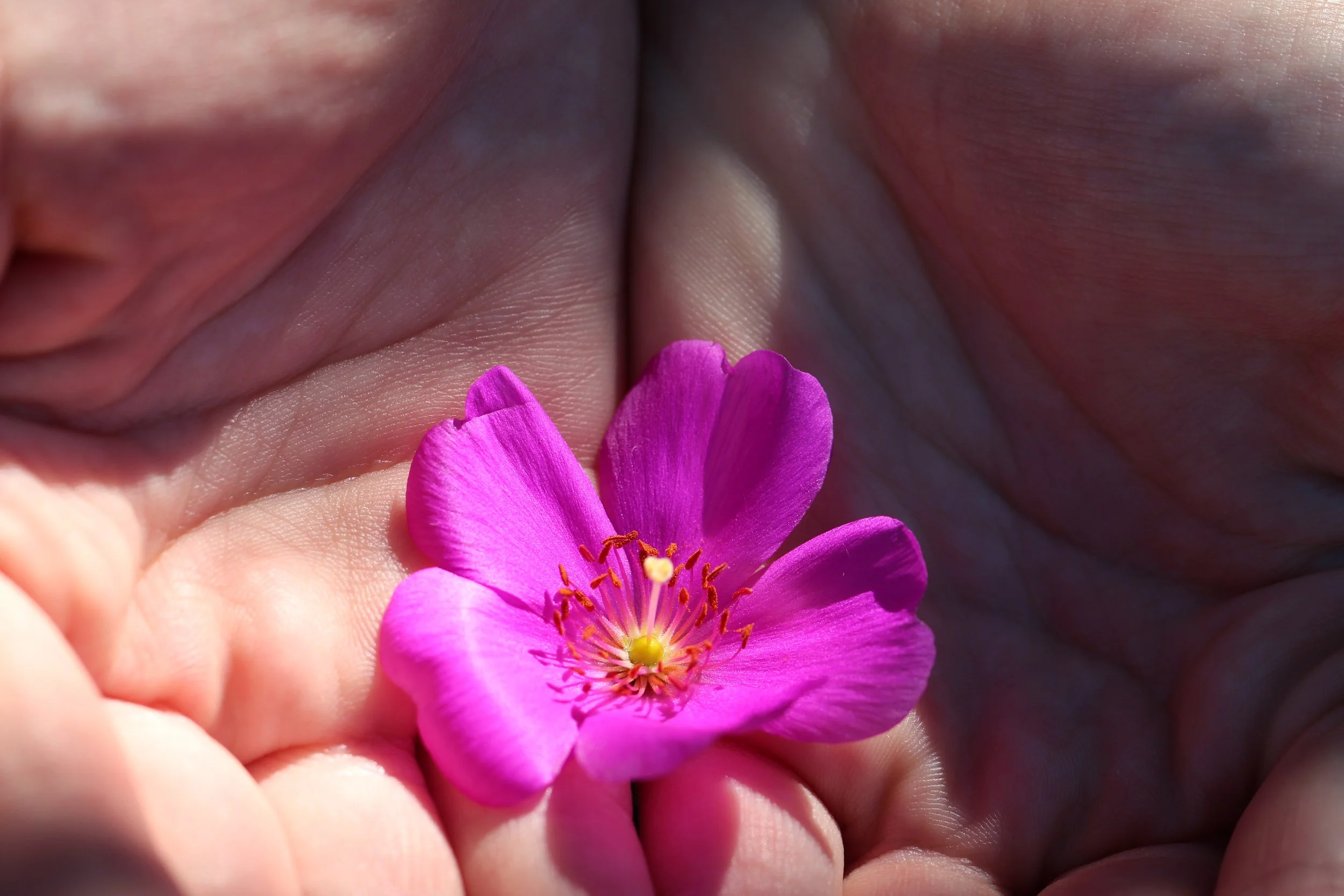 Cradling a moment of beauty