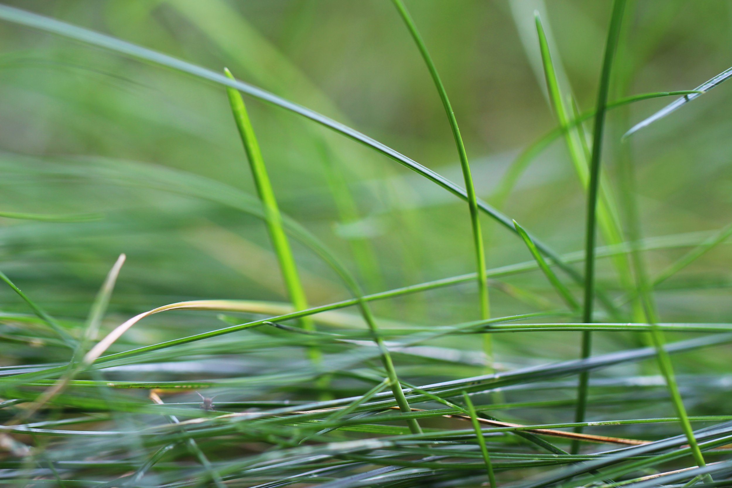 Whispers in the Grass