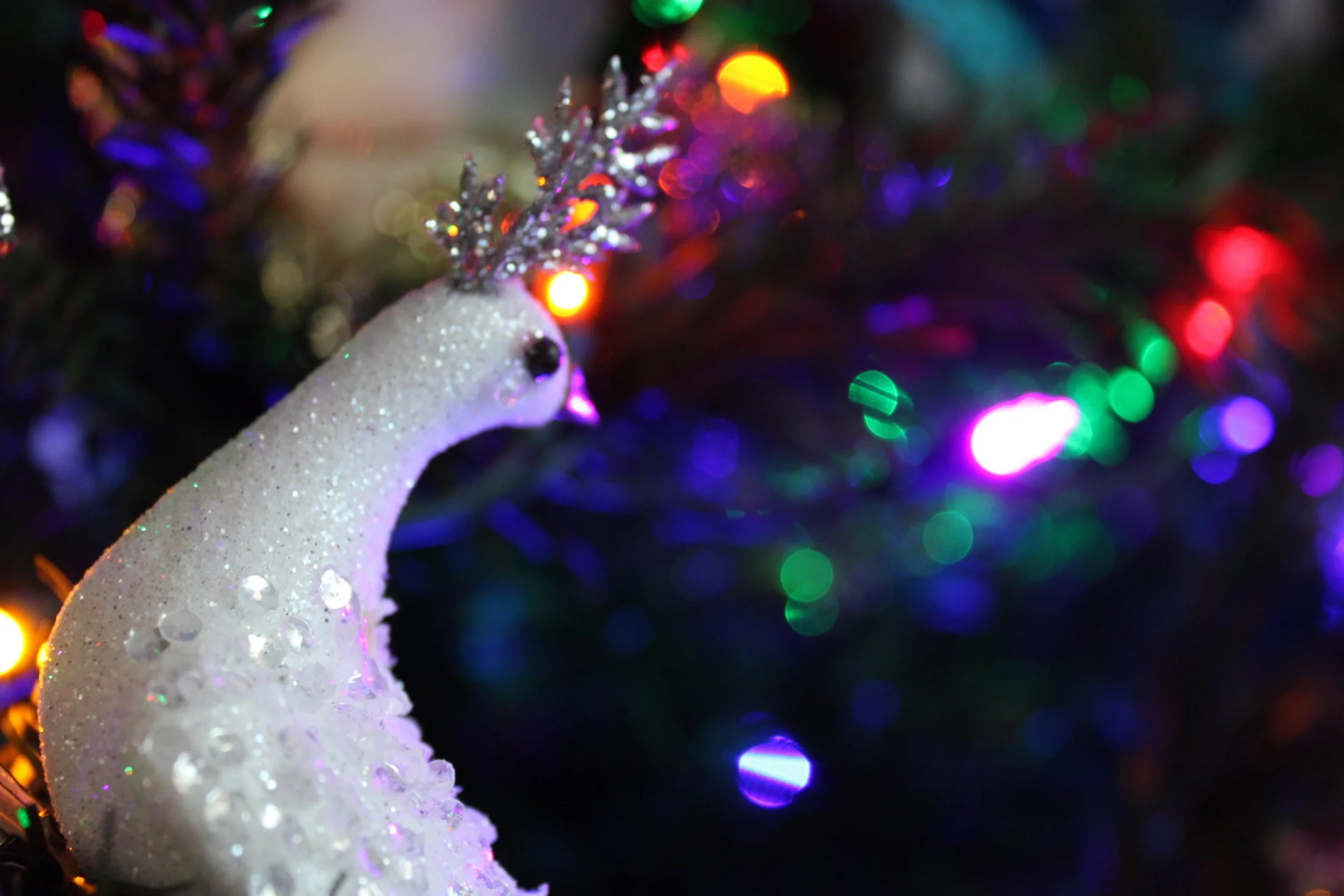 Twinkle Lights &amp; Winter Feathers