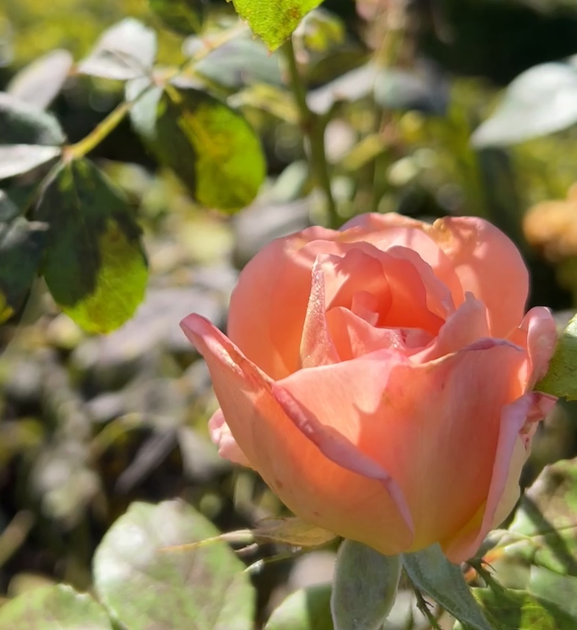 Blooming in the Garden of Life