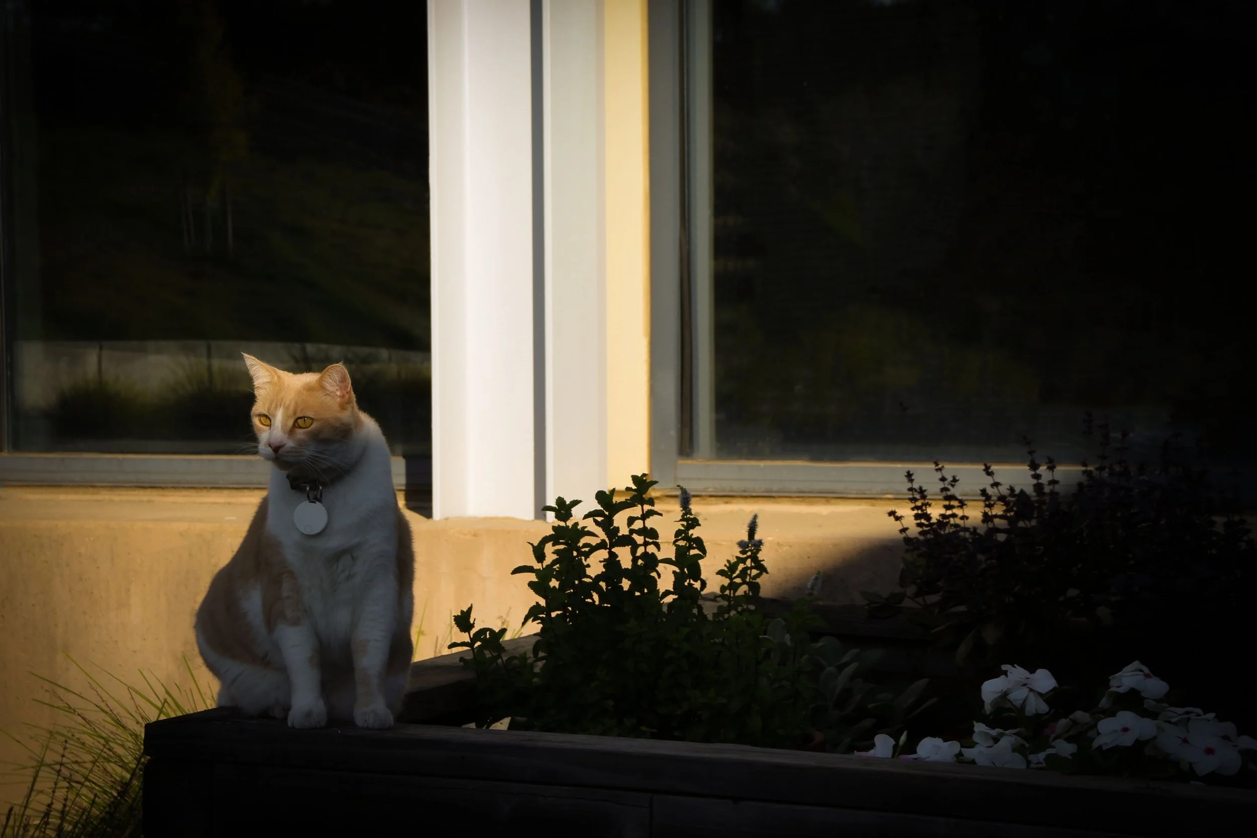 In the Sun’s Grace