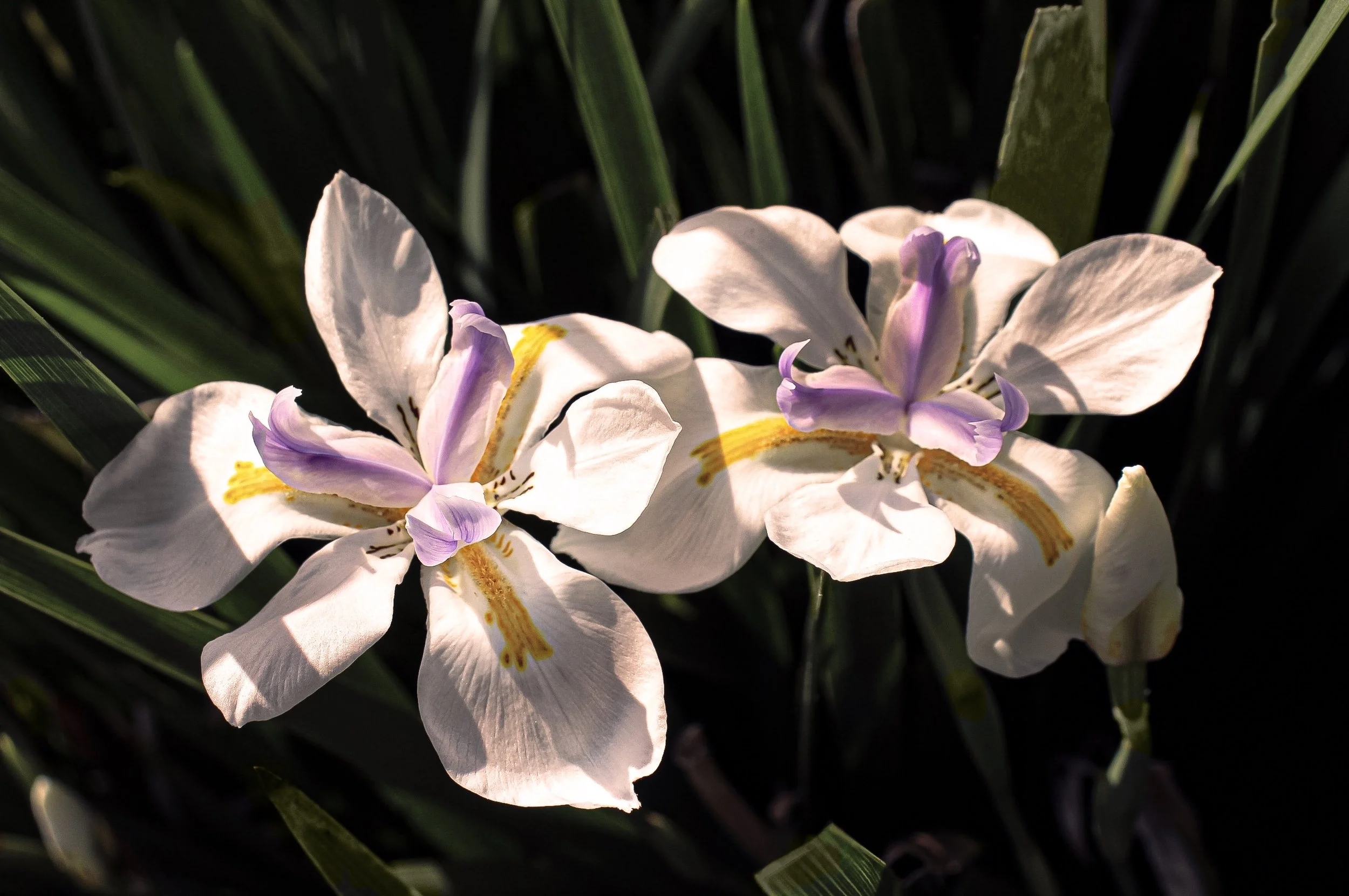 Beauty Under the Sunlight