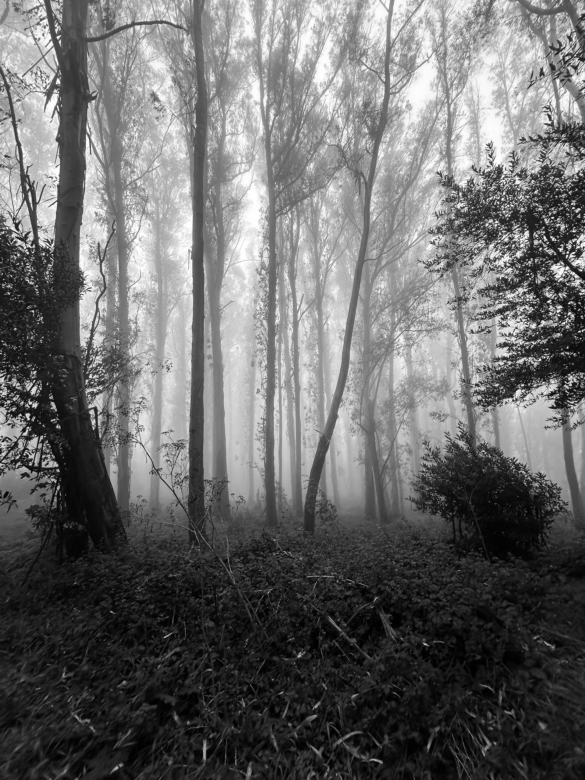 Whispering In The Trees