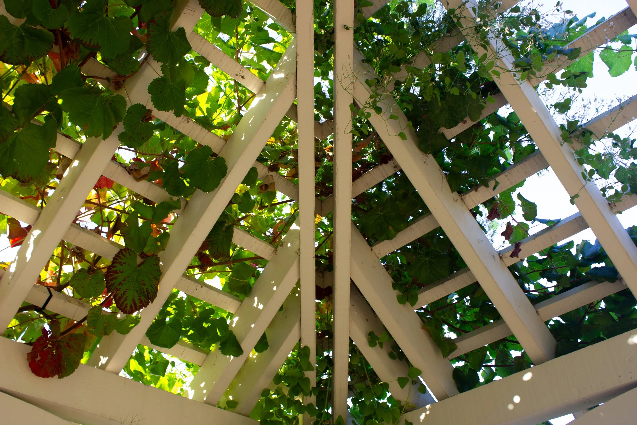 roof with leaves