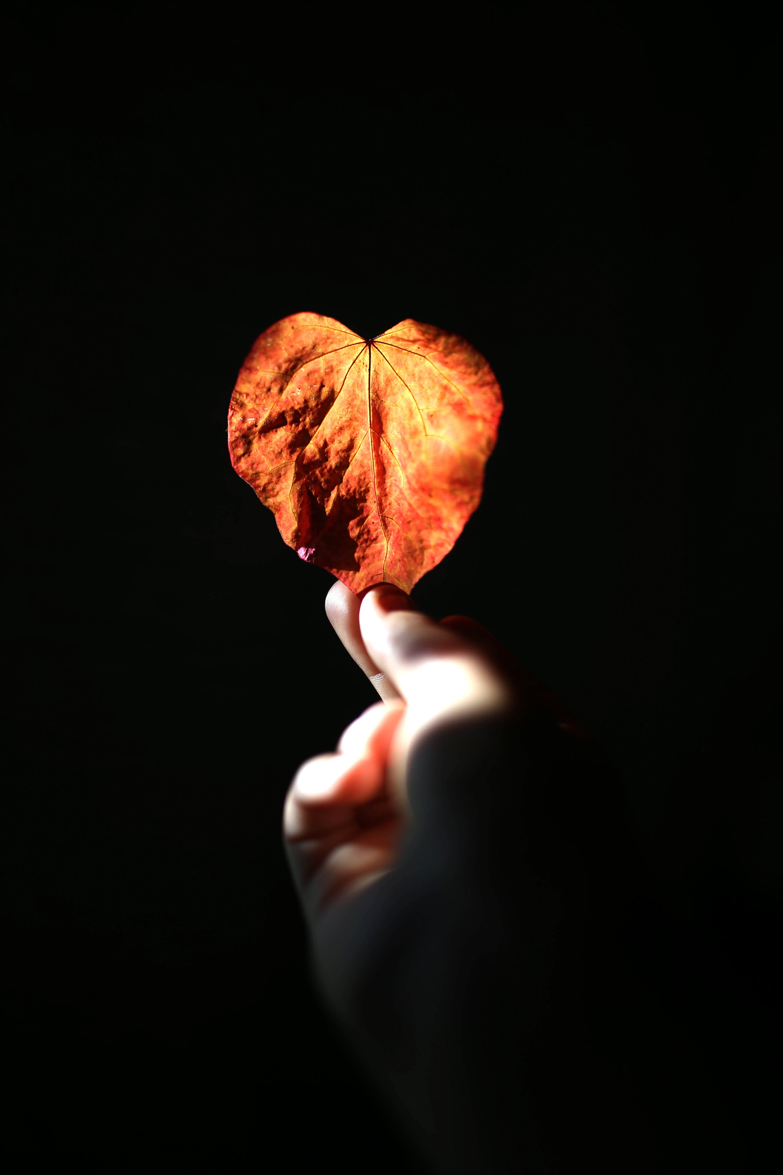 If Love Grew On Trees